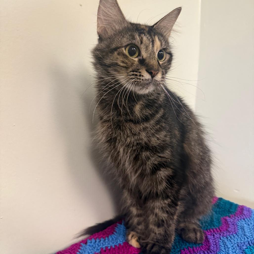 Enlarge Dinah, a Adoptable Domestic Medium Hair in Houston, TX image 5/6