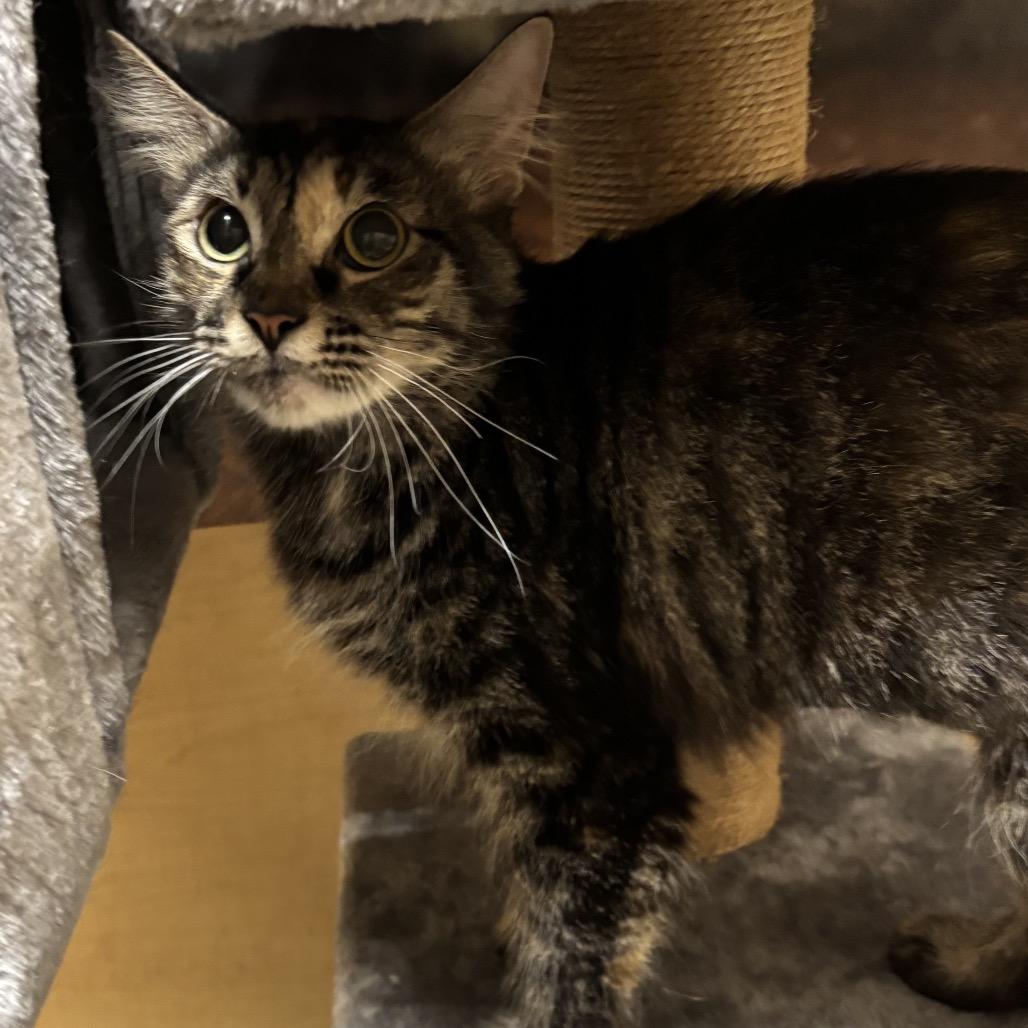 Enlarge Dinah, a Adoptable Domestic Medium Hair in Houston, TX image 6/6
