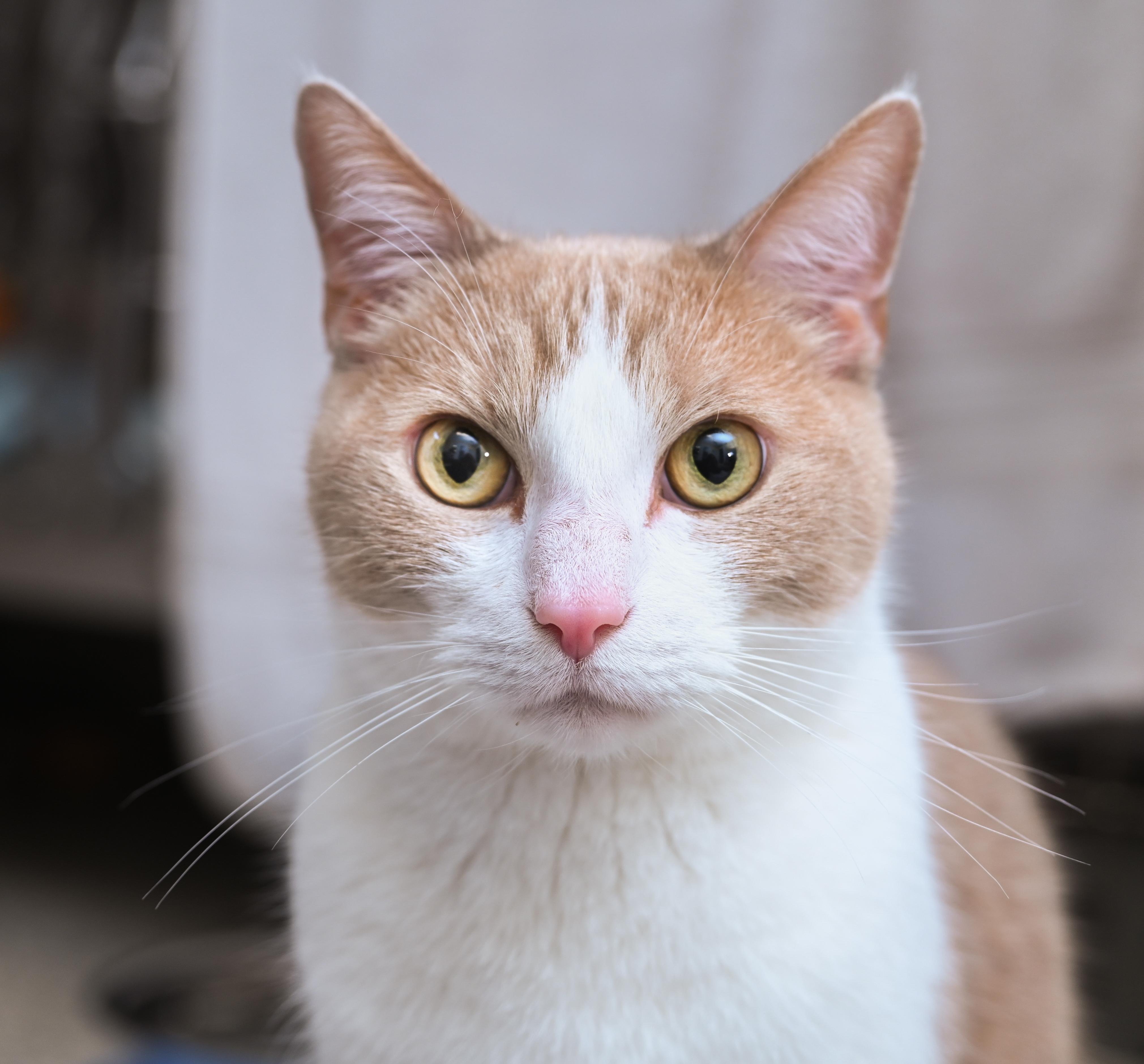 Enlarge Mongo, an adopted mixed breed in Chattanooga, TN image 6/6