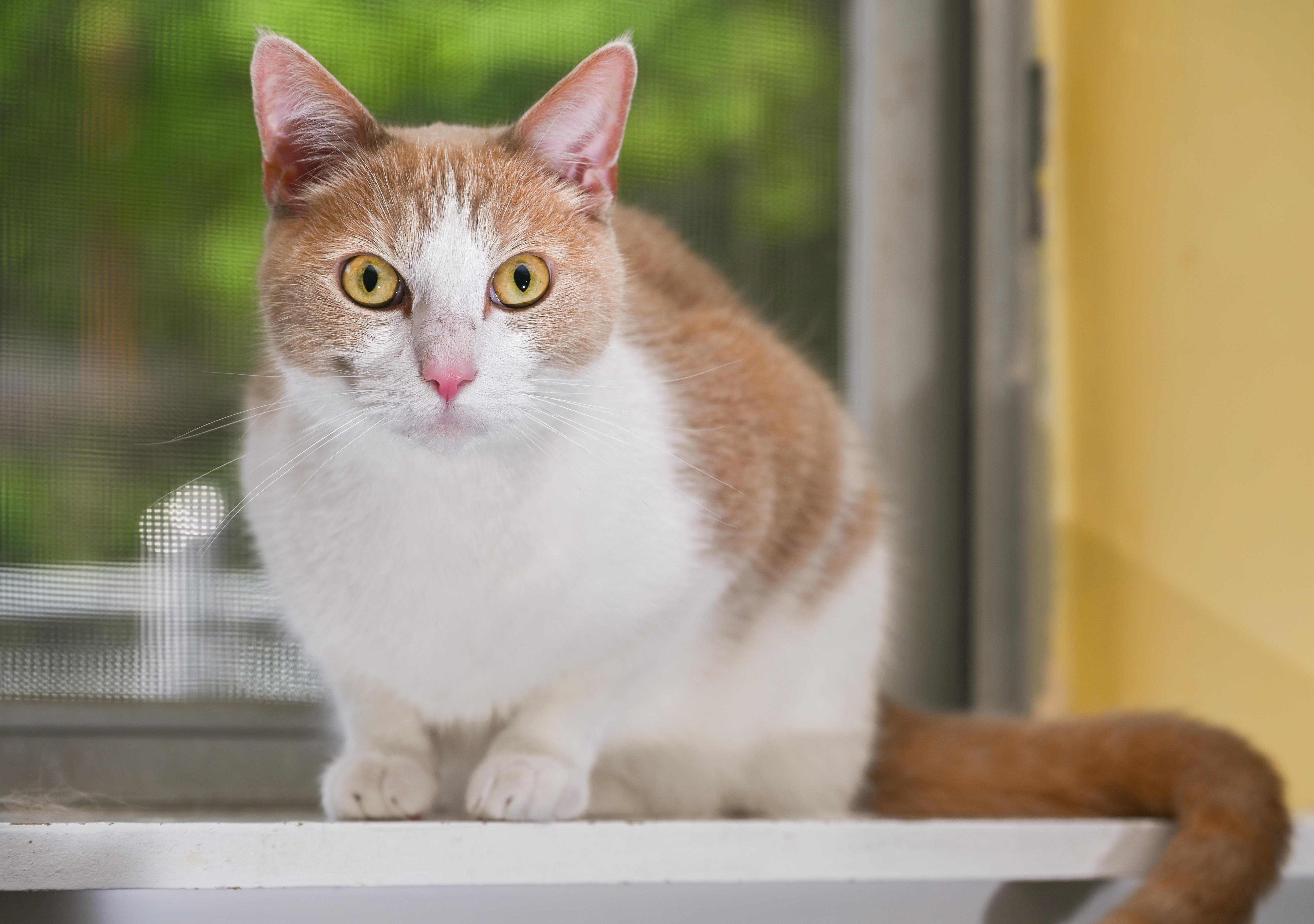 Enlarge Mongo, an adopted mixed breed in Chattanooga, TN image 2/6