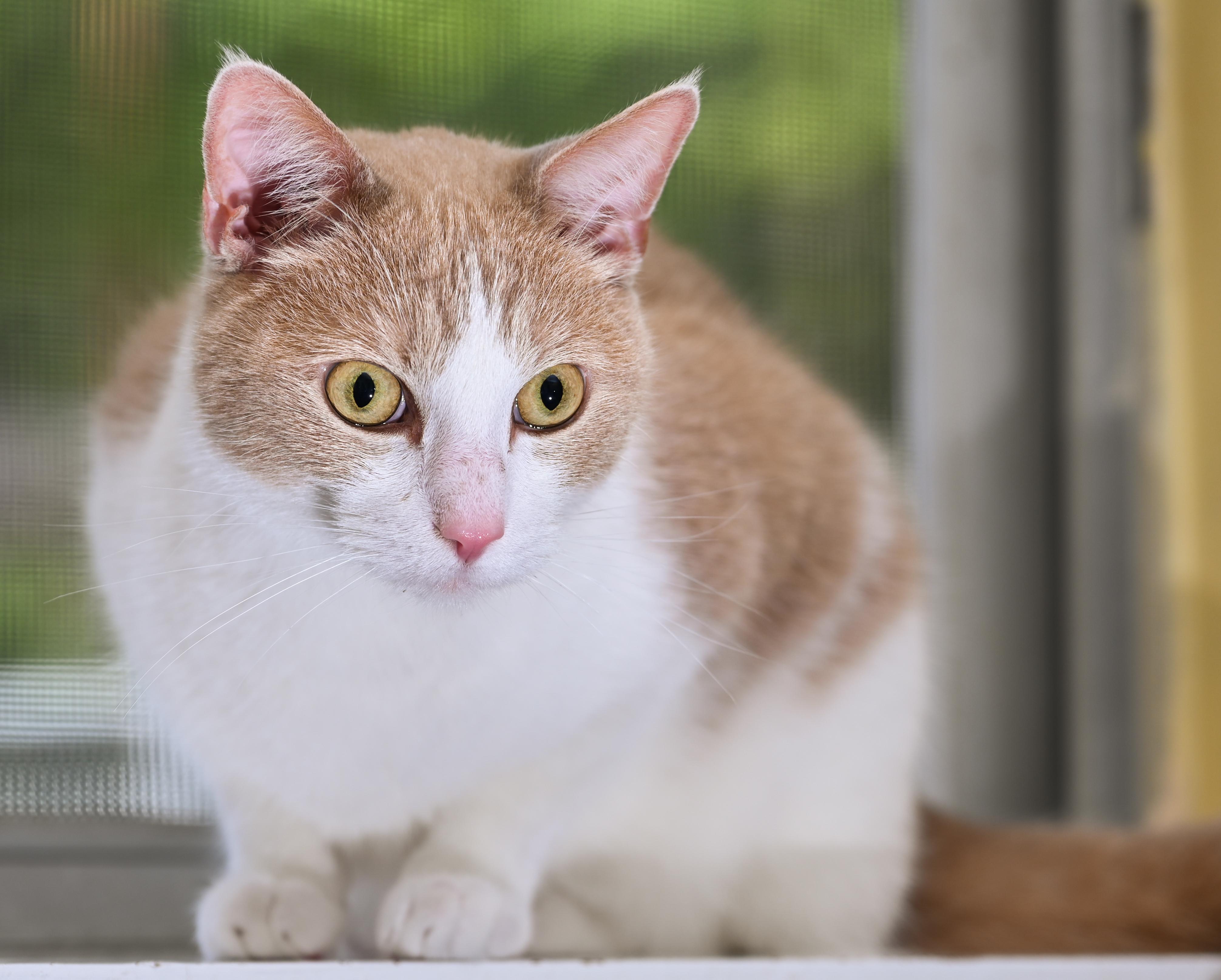 Enlarge Mongo, an adopted mixed breed in Chattanooga, TN image 5/6