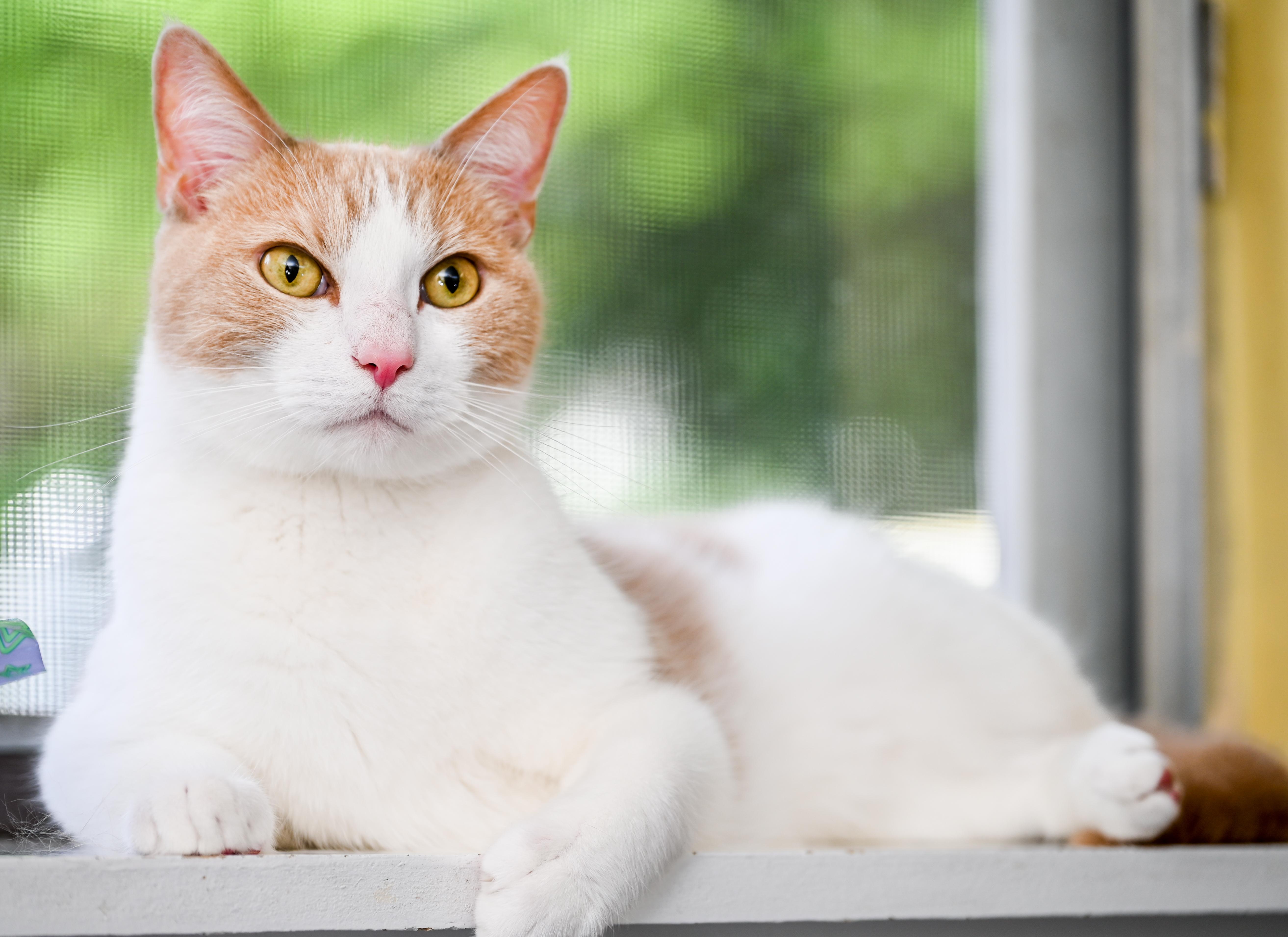 Enlarge Mongo, an adopted mixed breed in Chattanooga, TN image 4/6