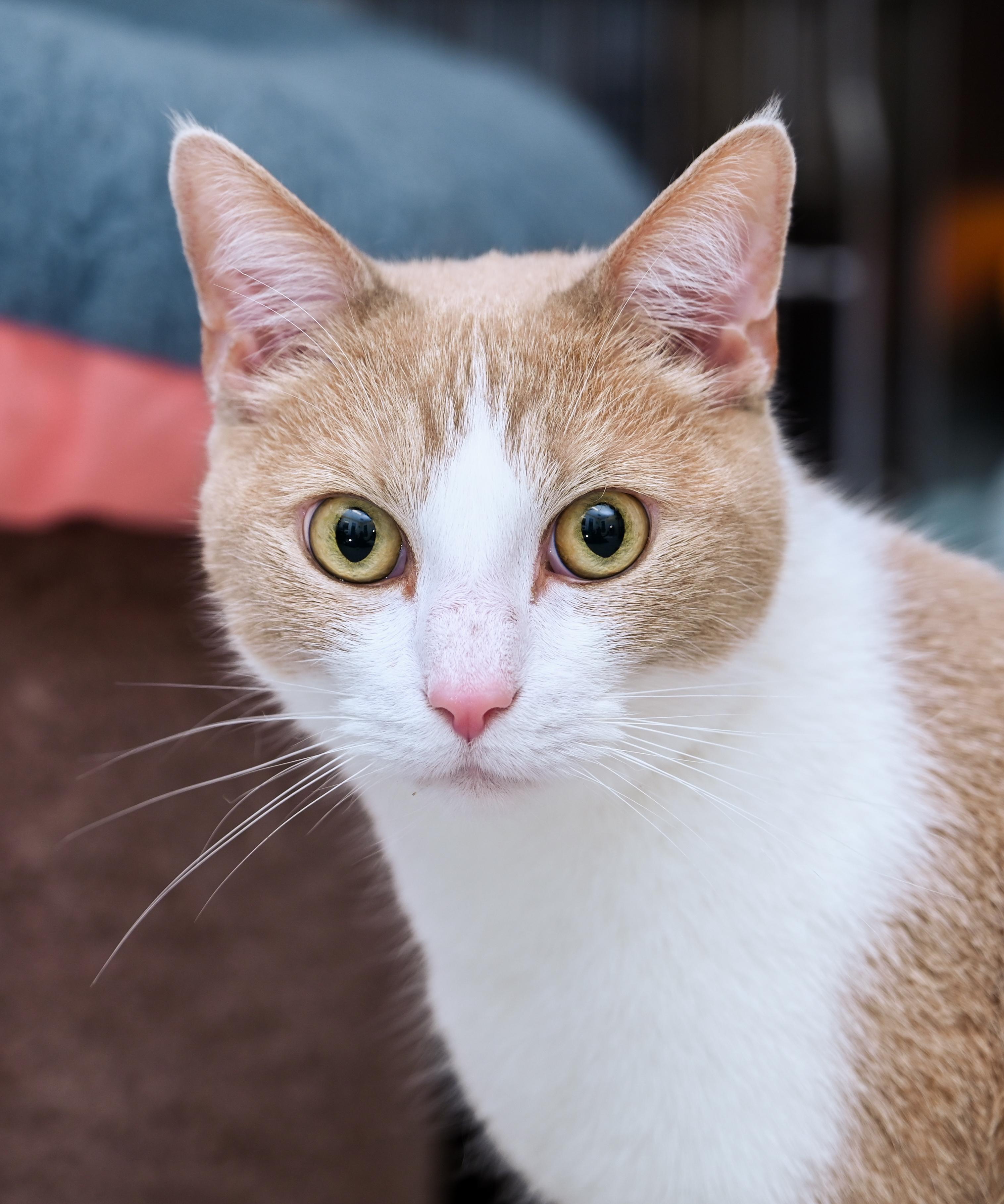 Enlarge Mongo, an adopted mixed breed in Chattanooga, TN image 3/6