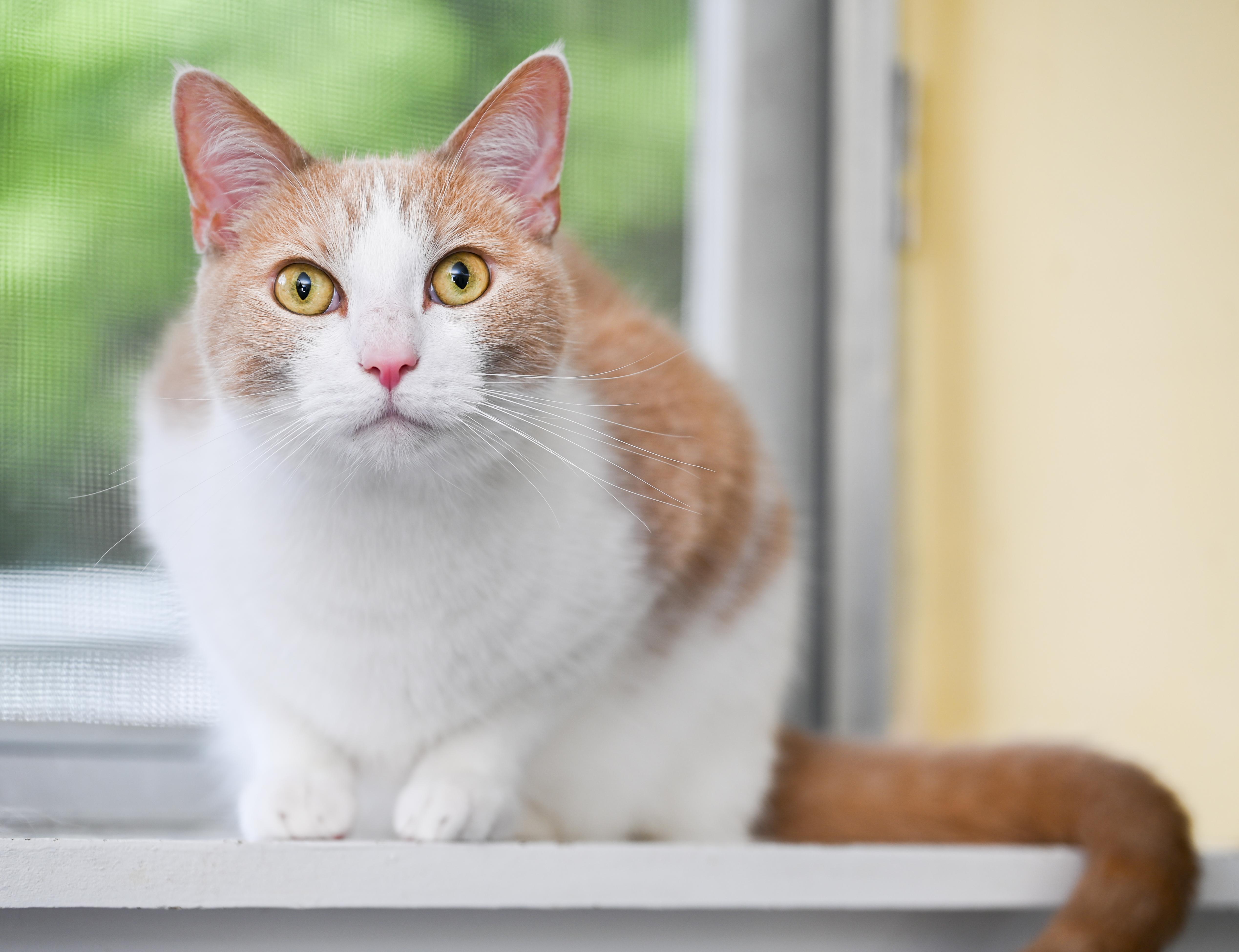 Enlarge Mongo, an adopted mixed breed in Chattanooga, TN image 1/6