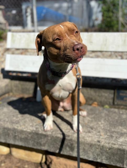 Tater, Adoptable, Adult Female Pit Bull Terrier.