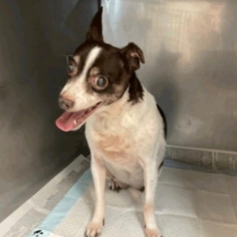 Grandma, Adoptable, Senior Female Chihuahua.