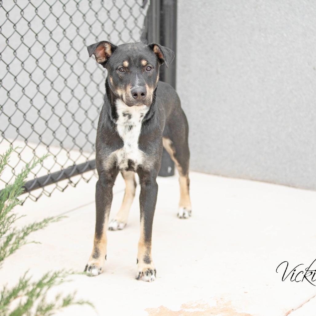 Enlarge Pedro, a Adoptable mixed breed in Abilene, TX image 1/4