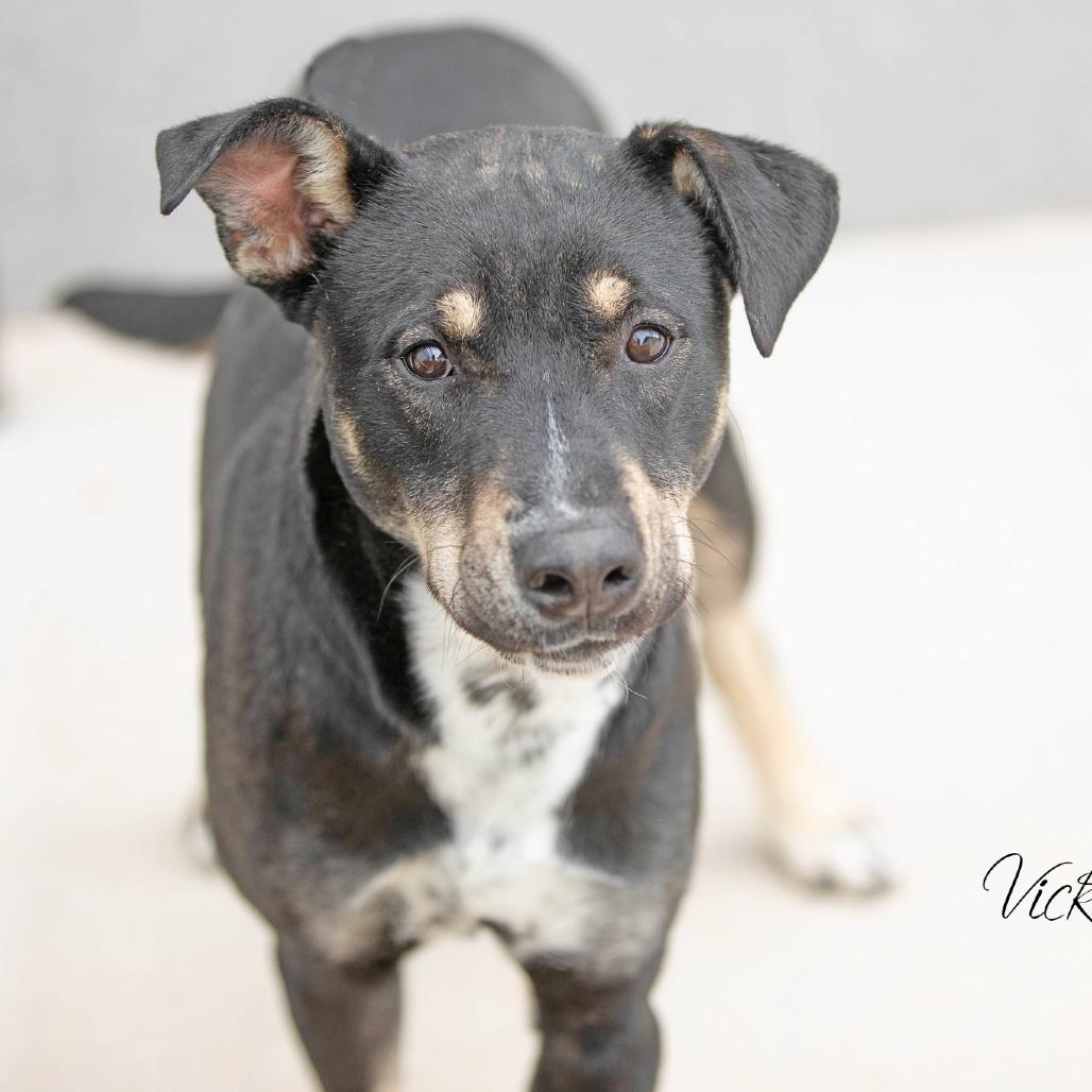 Enlarge Pedro, a Adoptable mixed breed in Abilene, TX image 2/4