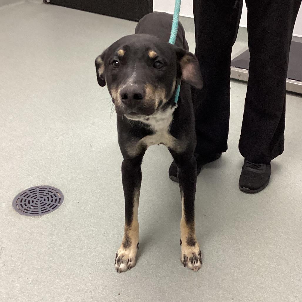 Enlarge Pedro, a Adoptable mixed breed in Abilene, TX image 3/4