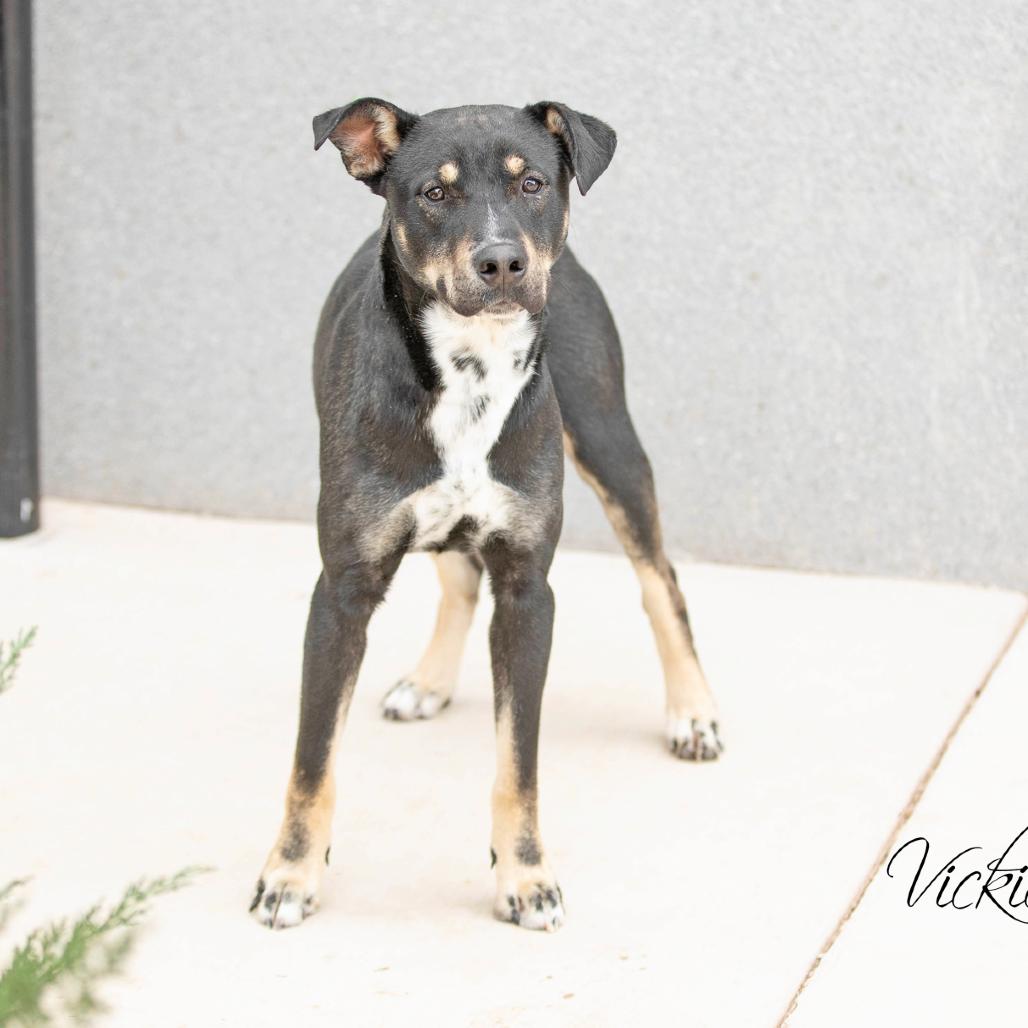 Enlarge Pedro, a Adoptable mixed breed in Abilene, TX image 4/4