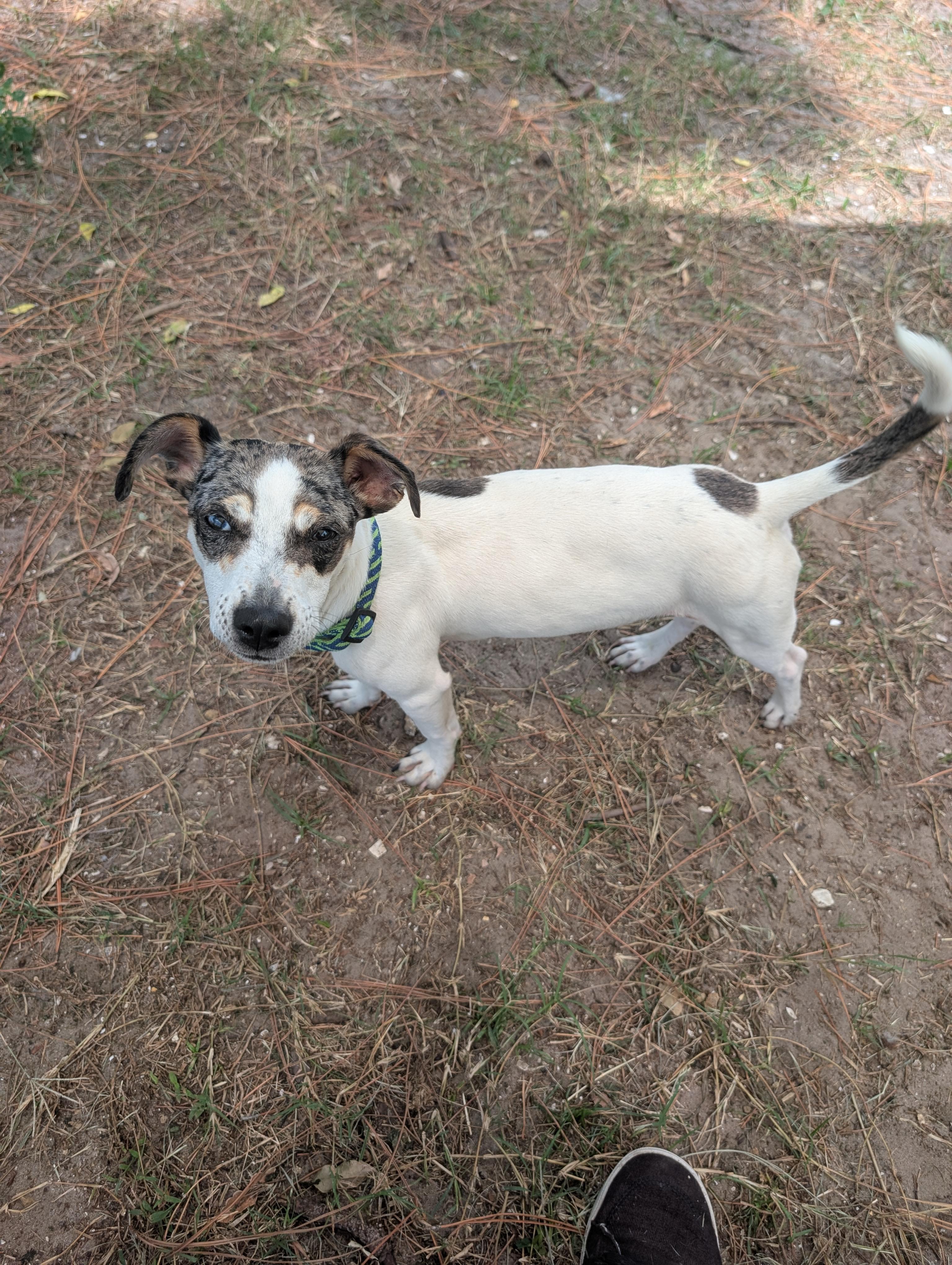 Luigi, Adoptable, Adult Male Dachshund & Jack Russell Terrier.