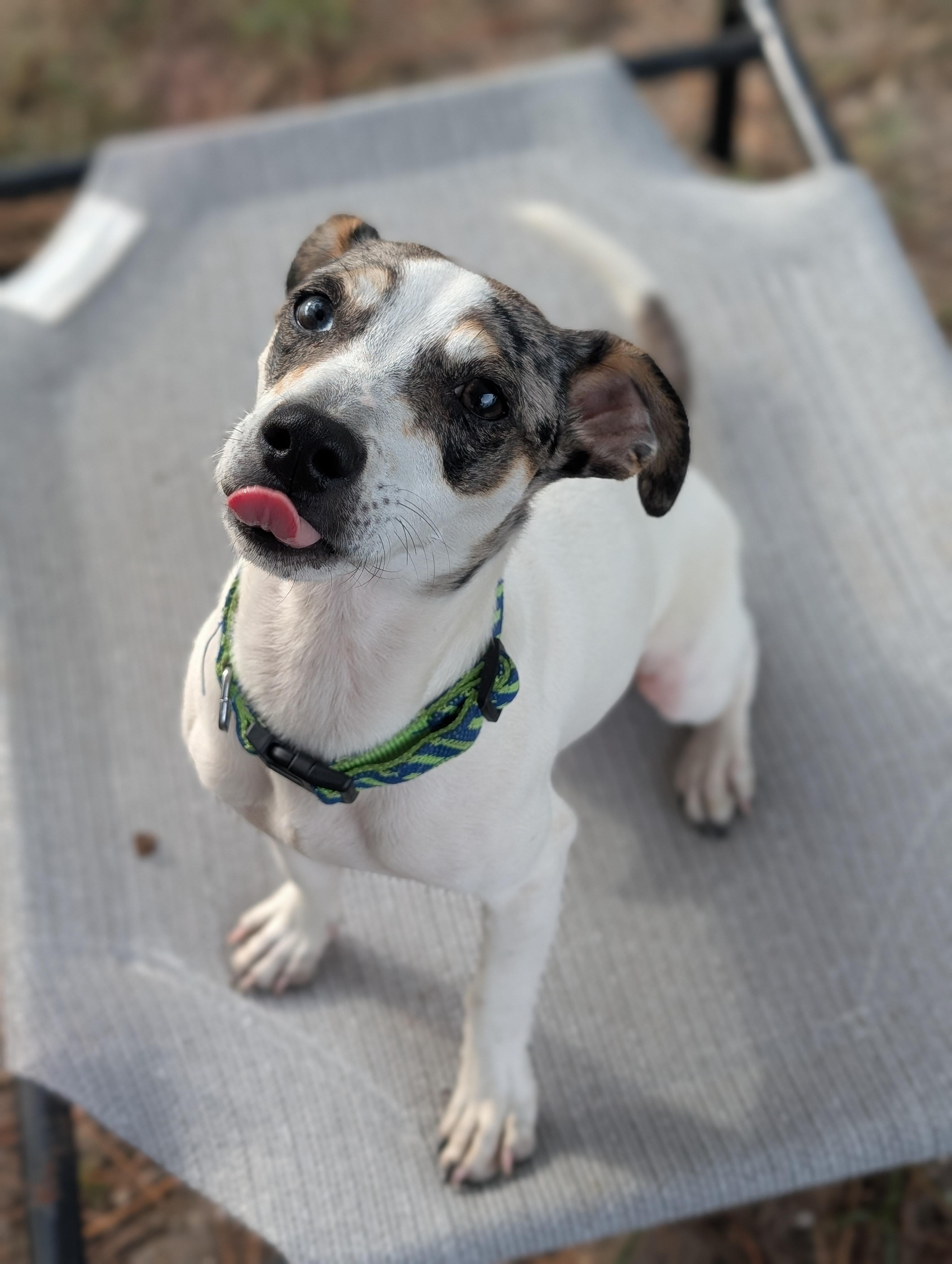 Luigi, a Adoptable mixed breed in Estero, FL image 2/3