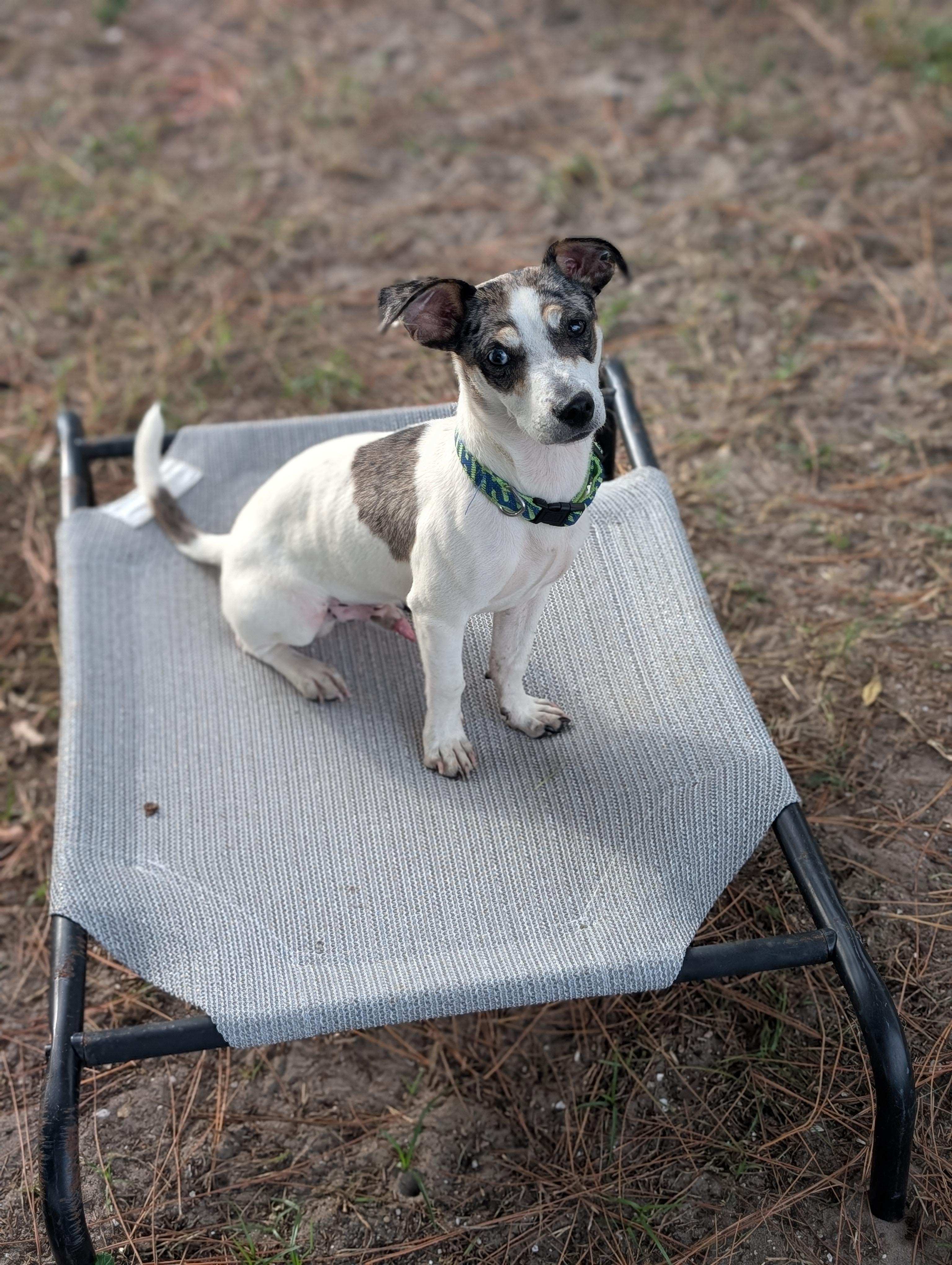 Luigi, a Adoptable mixed breed in Estero, FL image 3/3