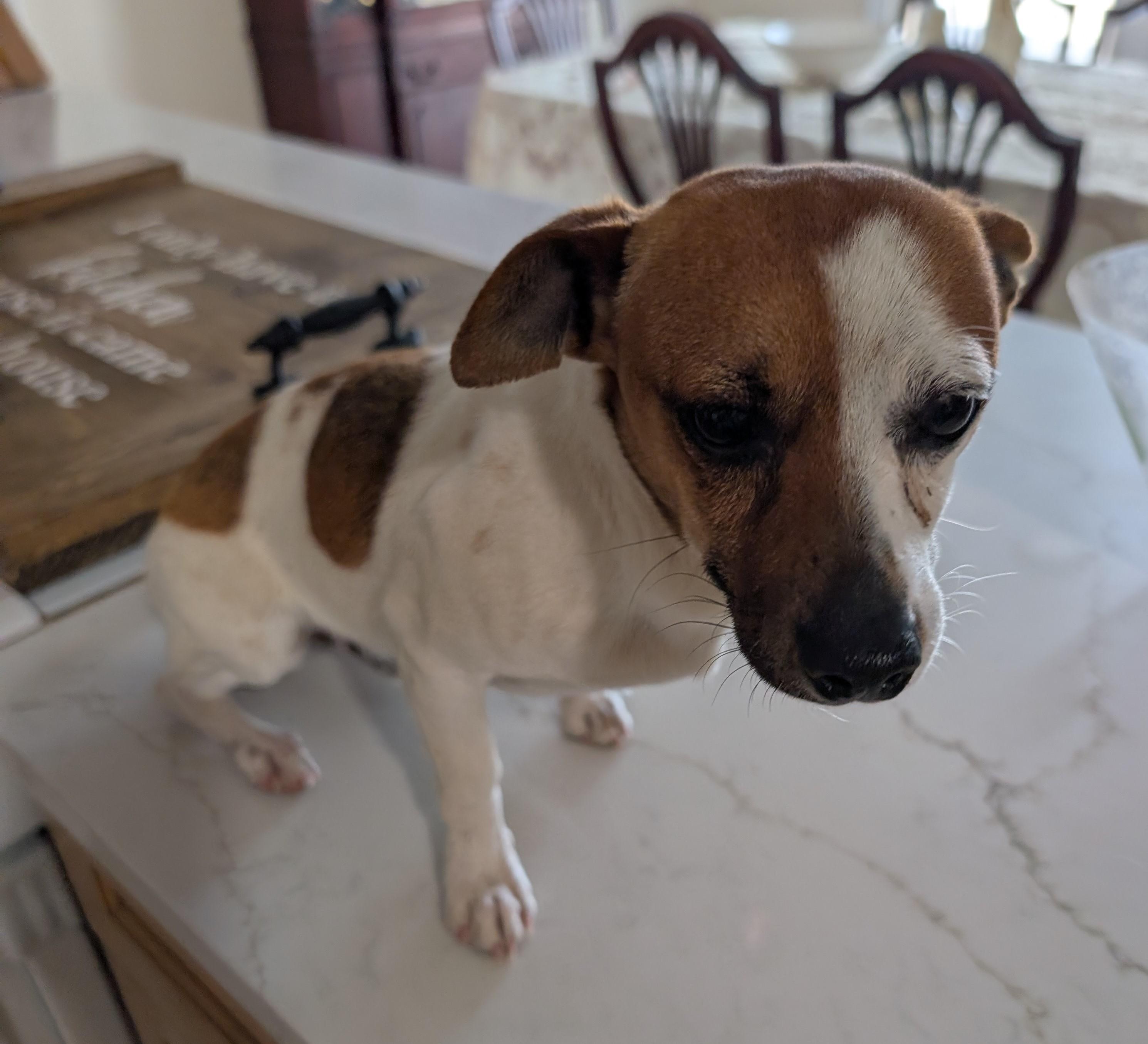 Haven, ADOPTABLE, Young Male Chihuahua.