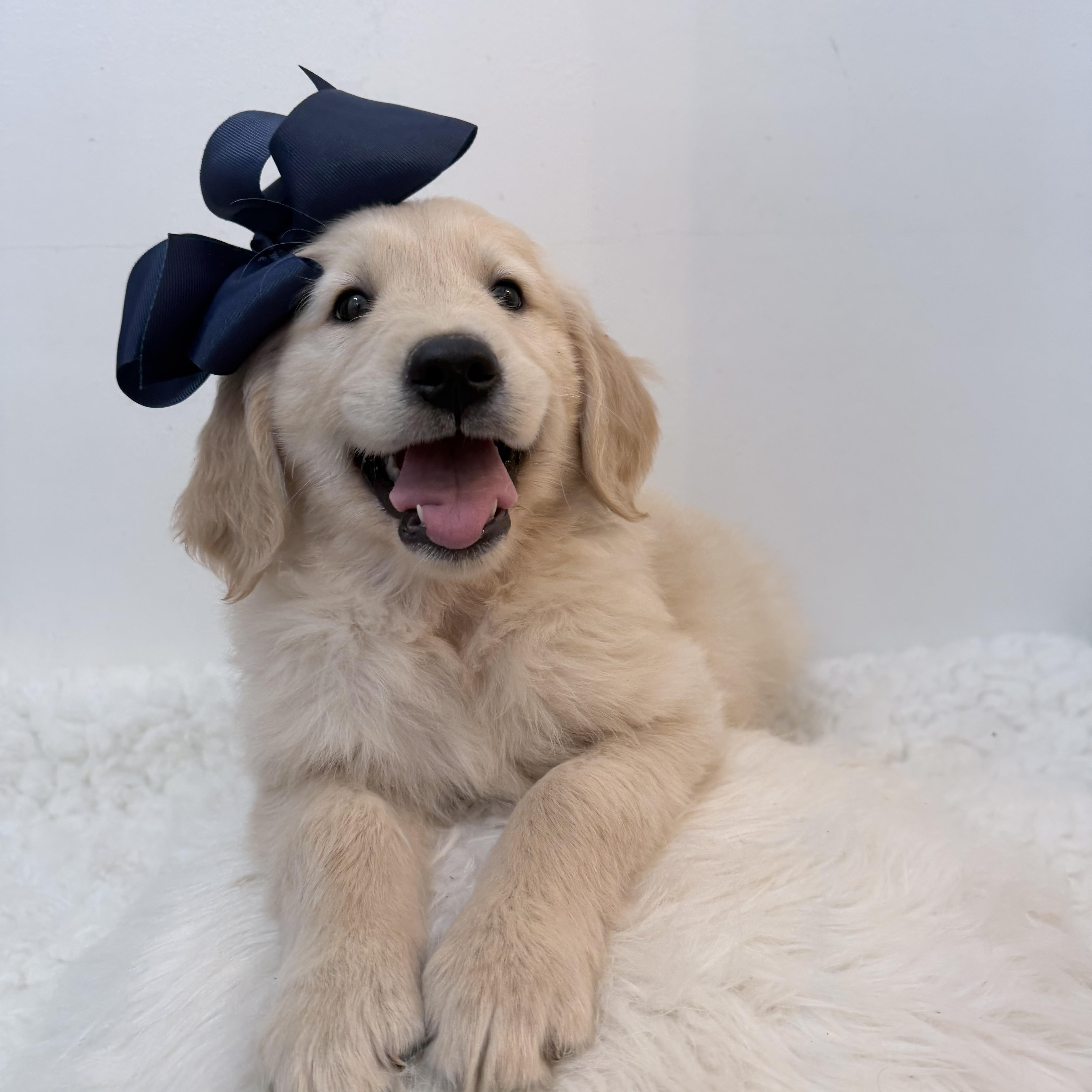 Enlarge Moona, a Adoptable Golden Retriever in Wrightstown, NJ image 3/6