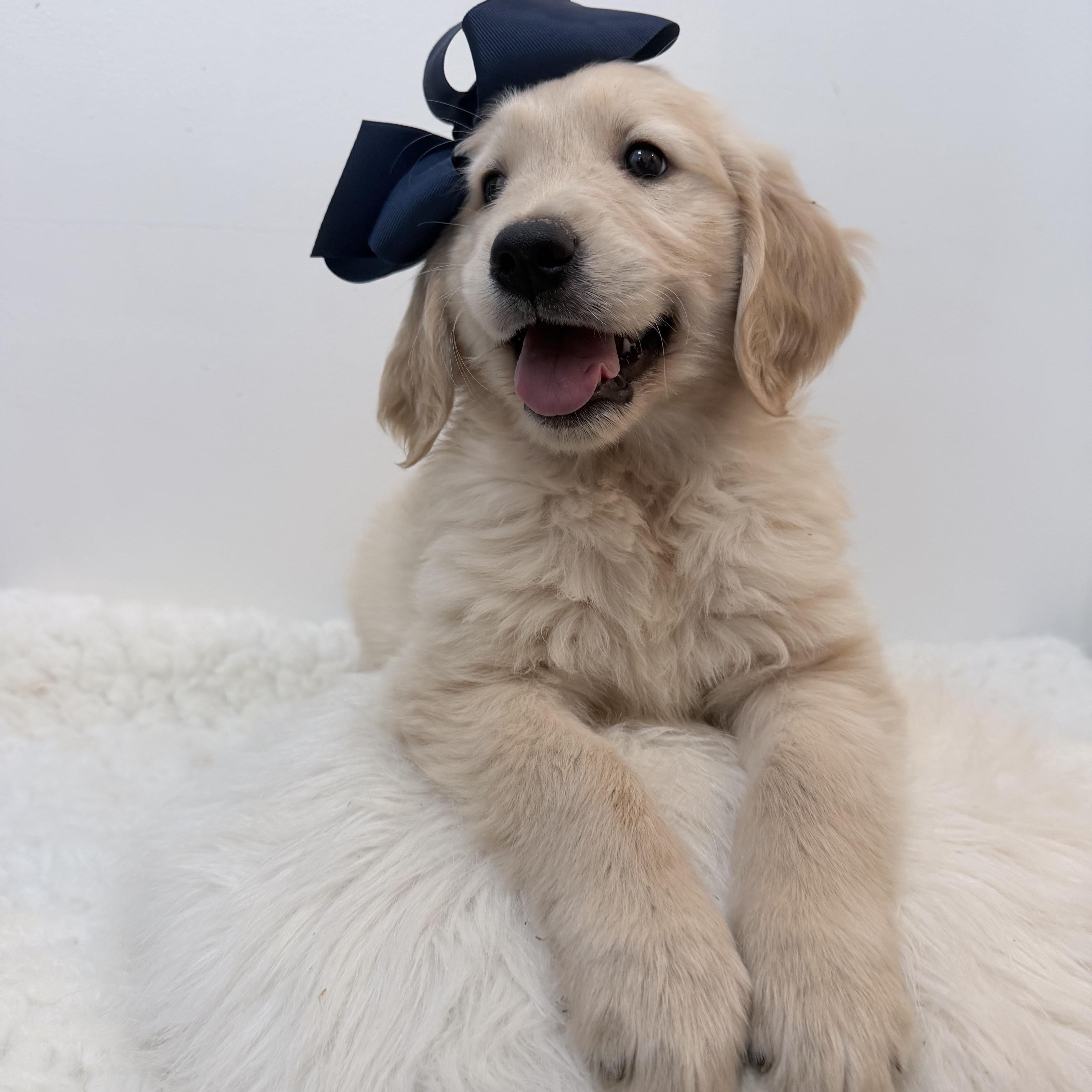 Enlarge Moona, a Adoptable Golden Retriever in Wrightstown, NJ image 5/6