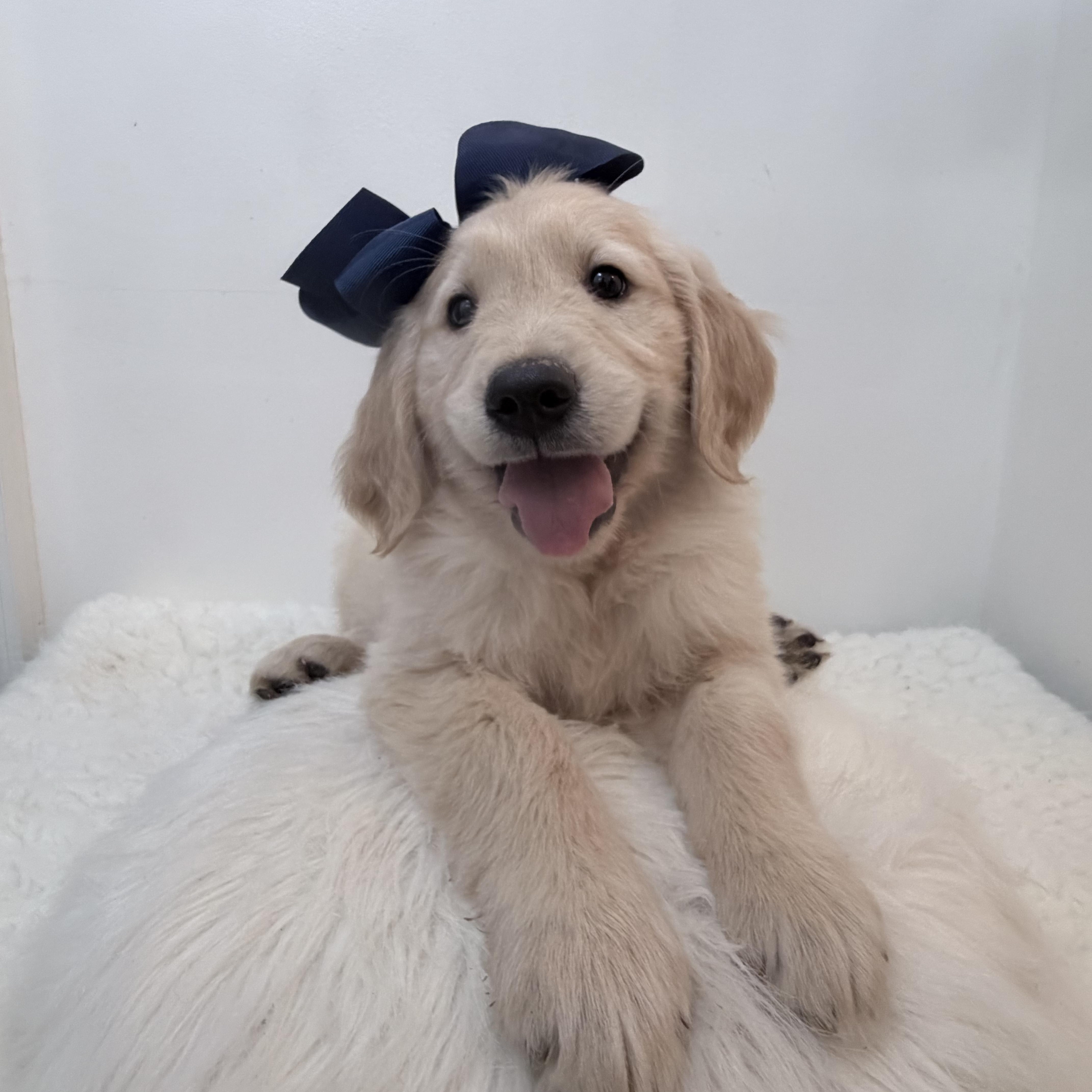 Enlarge Moona, a Adoptable Golden Retriever in Wrightstown, NJ image 6/6