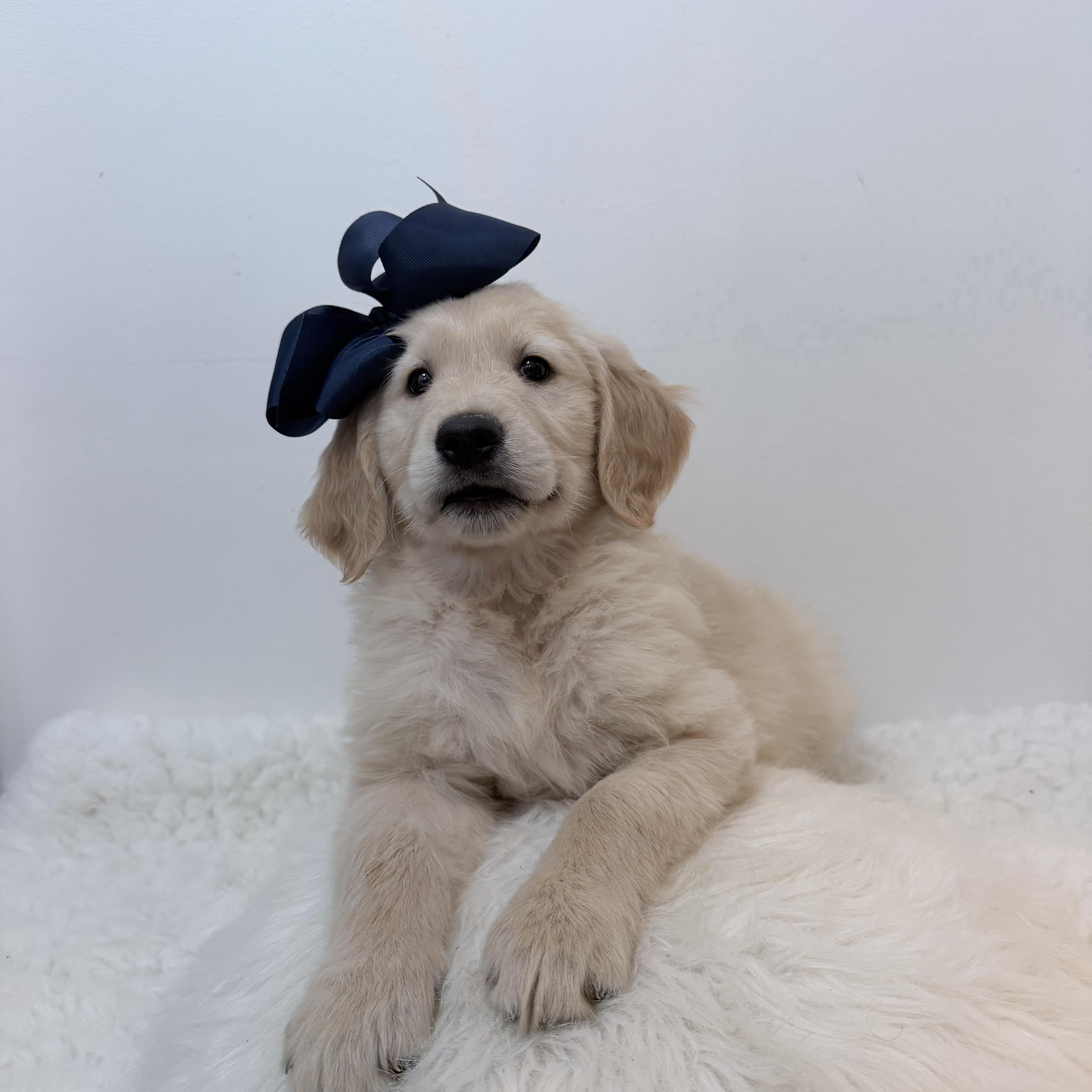 Enlarge Moona, a Adoptable Golden Retriever in Wrightstown, NJ image 4/6