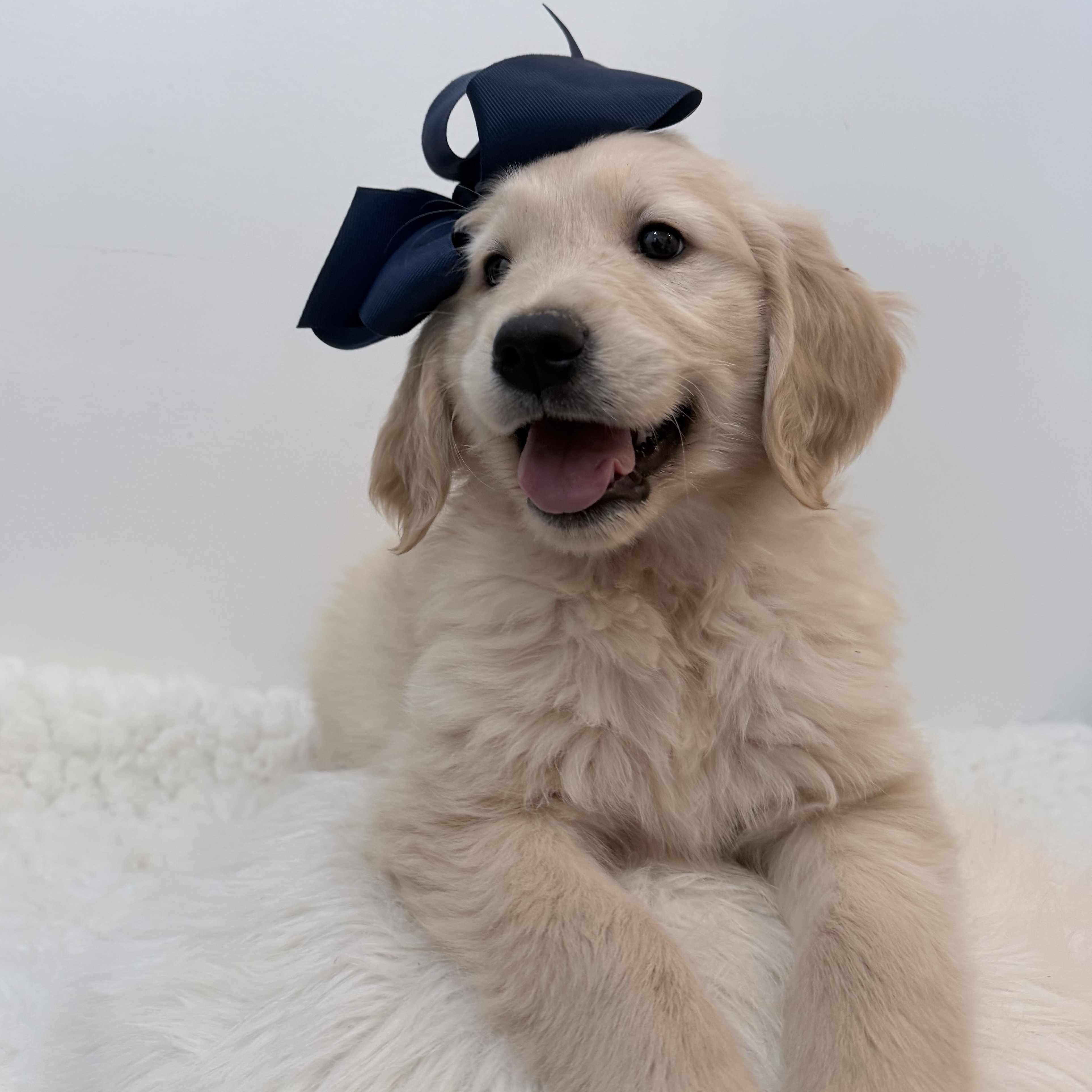 Enlarge Moona, a Adoptable Golden Retriever in Wrightstown, NJ image 1/6