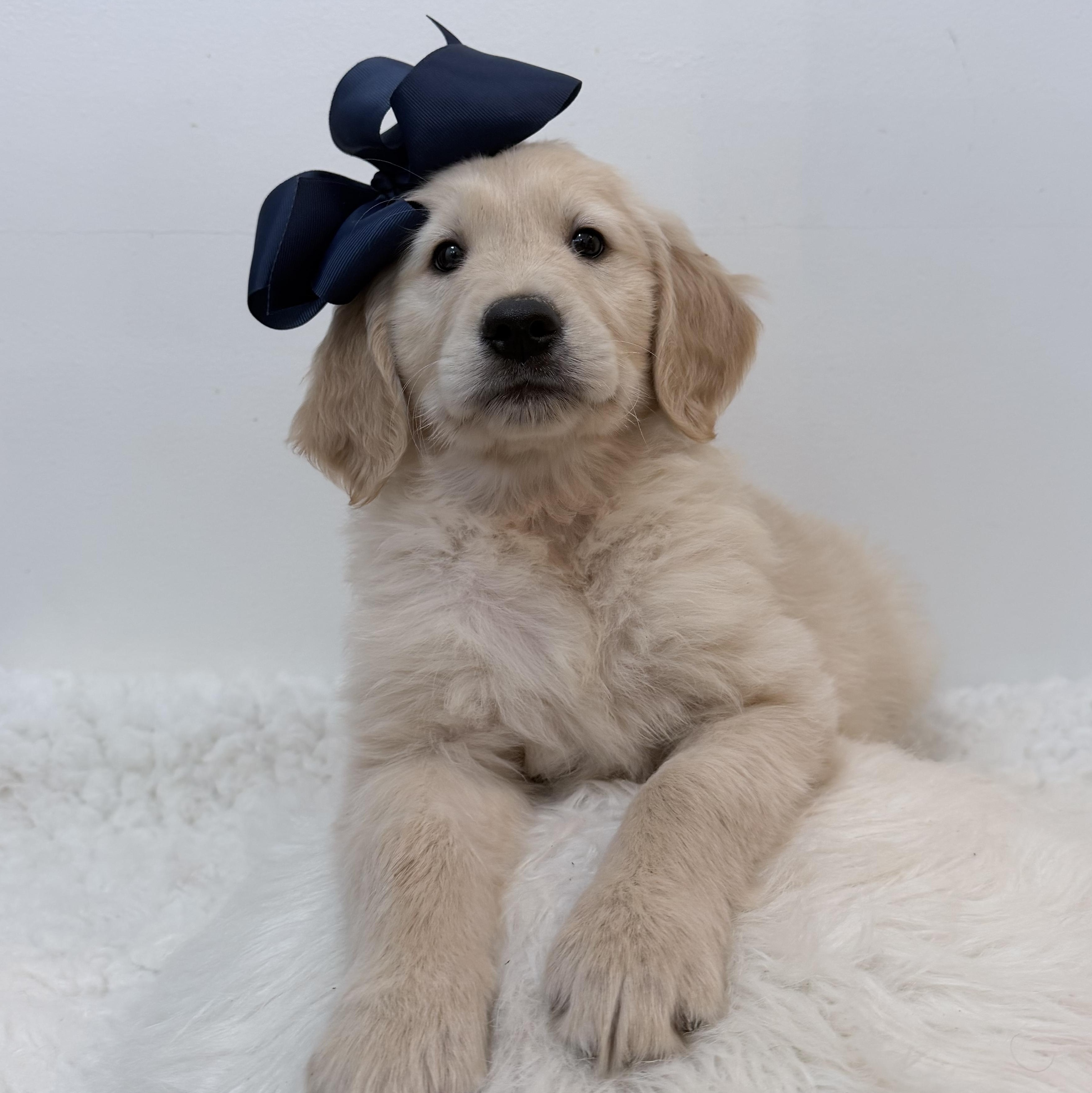 Enlarge Moona, a Adoptable Golden Retriever in Wrightstown, NJ image 2/6