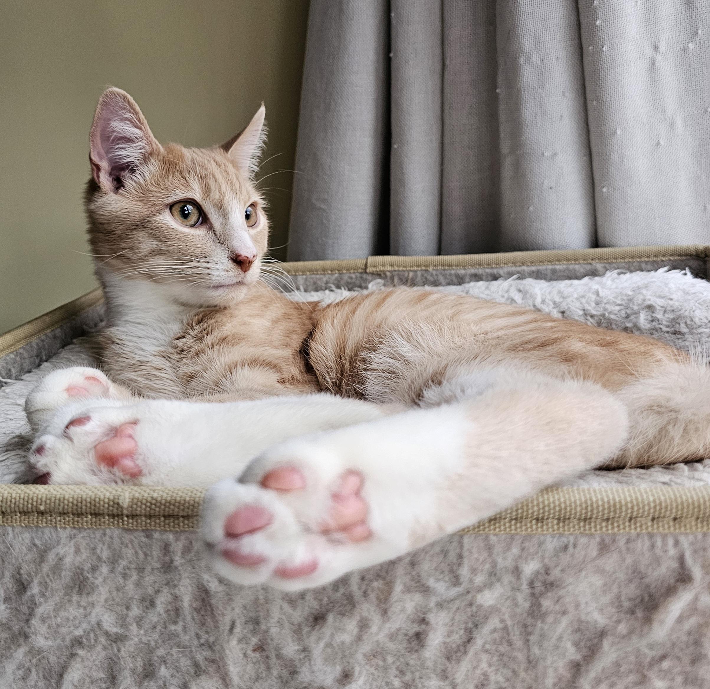 Rich, ADOPTABLE, Kitten Male Domestic Short Hair.