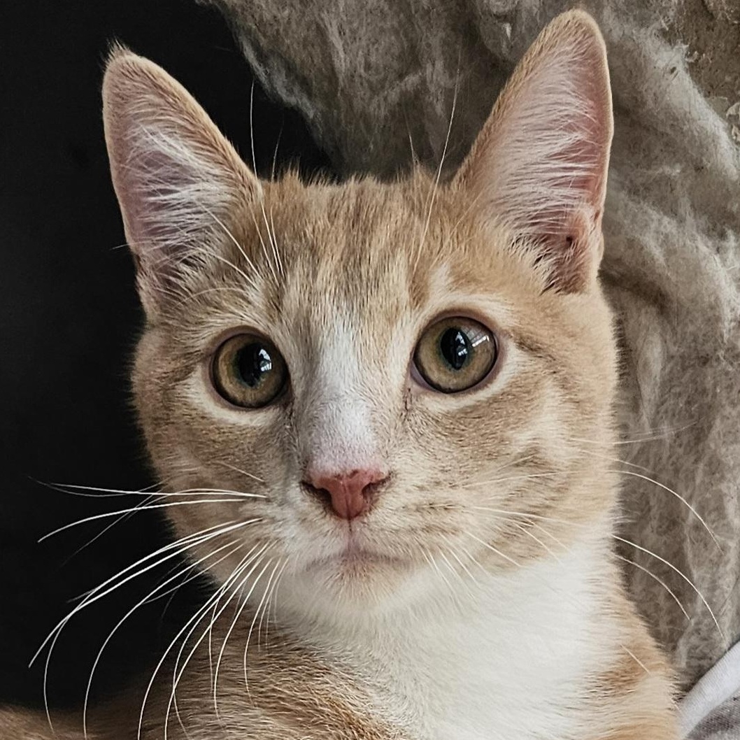 Enlarge Rich, a ADOPTABLE Domestic Short Hair in Ridgefield, CT image 2/6