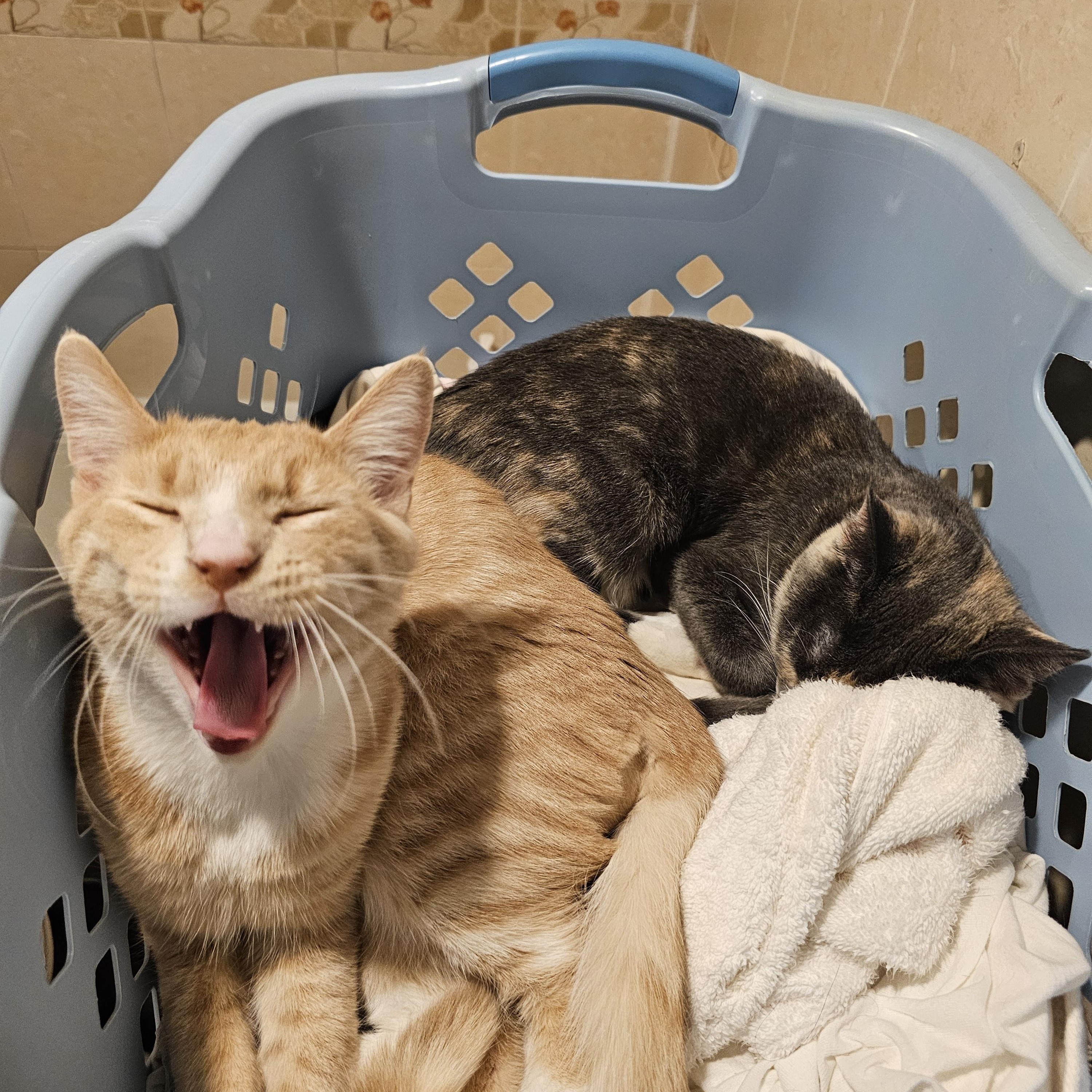 Rich, a ADOPTABLE Domestic Short Hair in Ridgefield, CT image 3/6