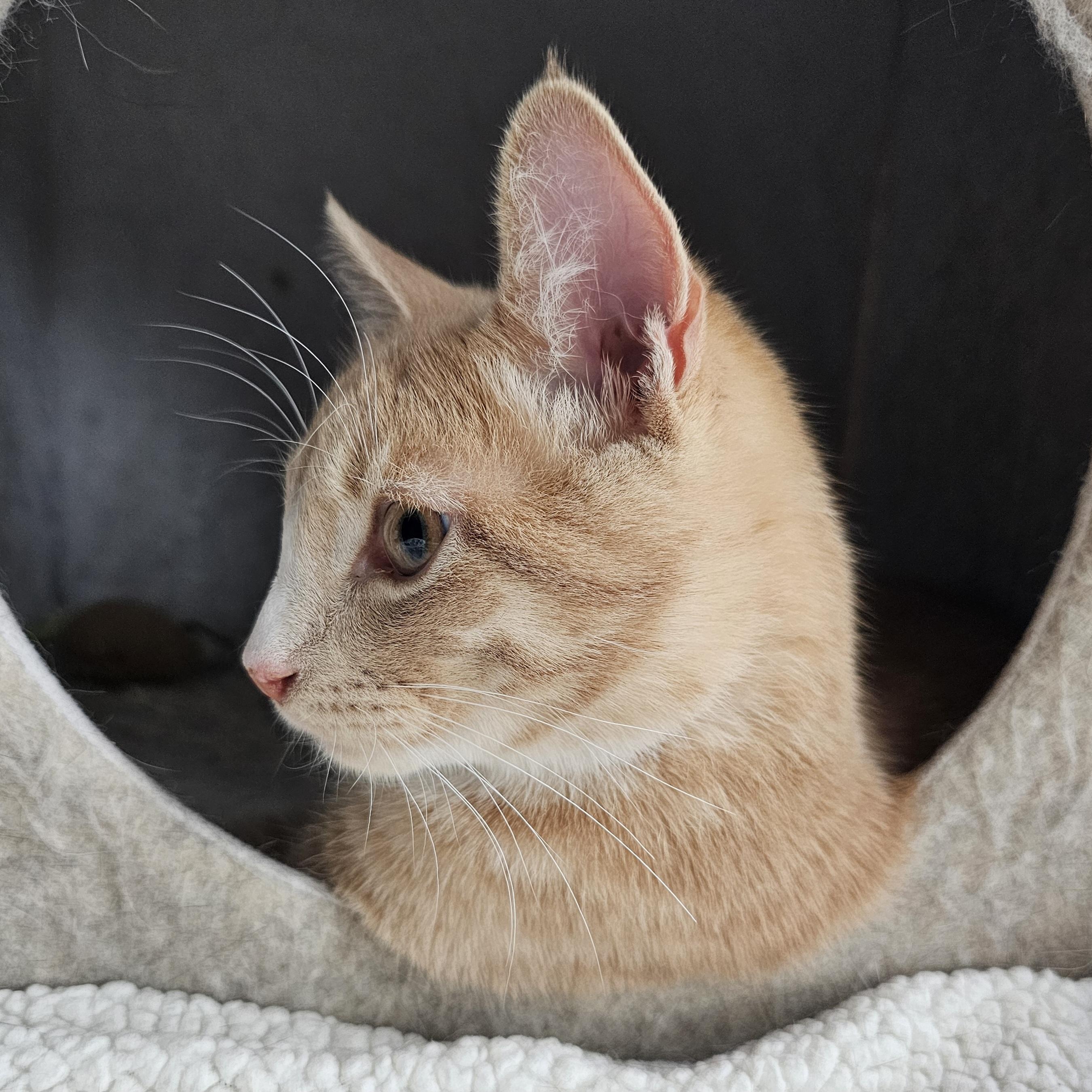 Enlarge Rich, a ADOPTABLE Domestic Short Hair in Ridgefield, CT image 5/6