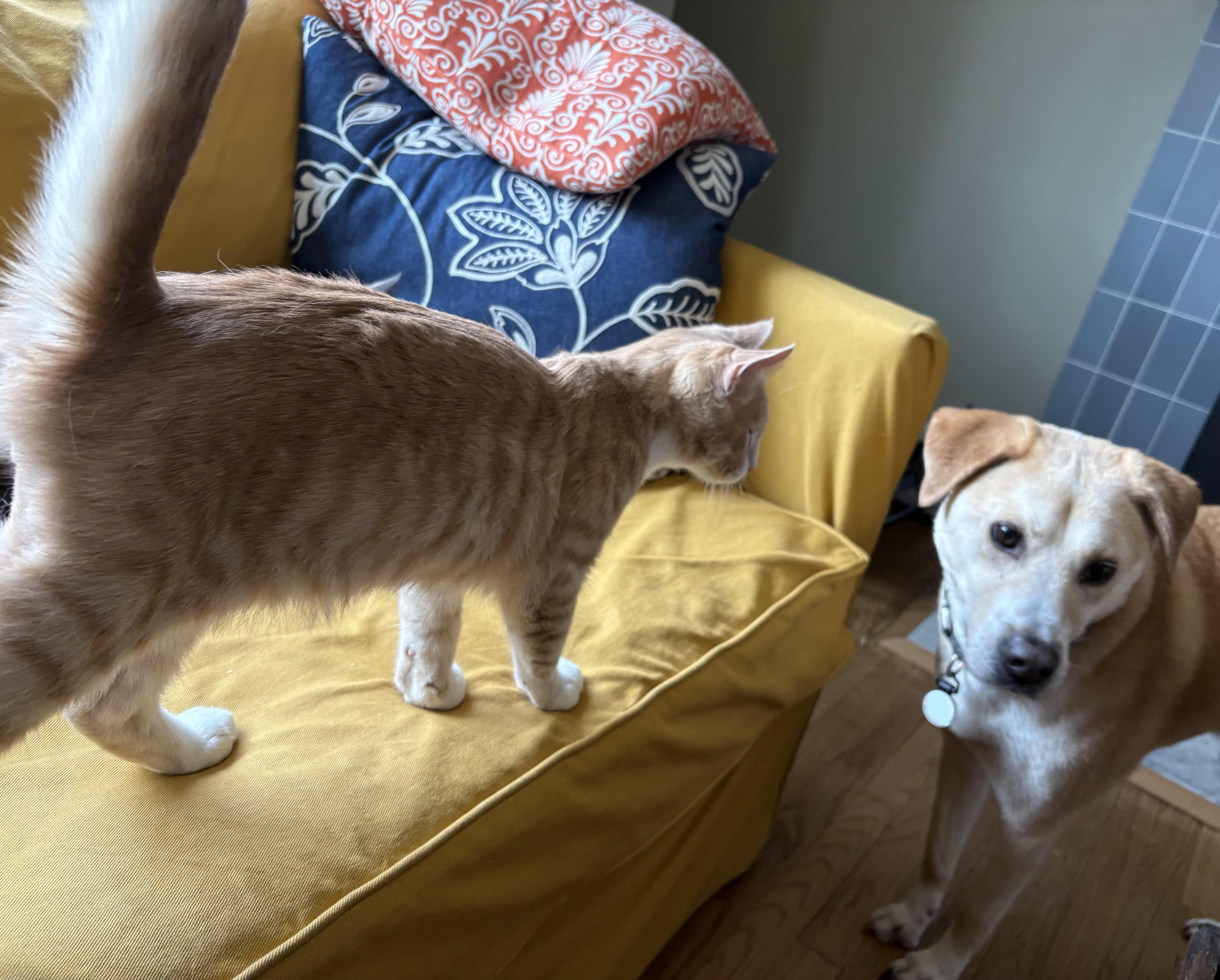 Rich, a ADOPTABLE Domestic Short Hair in Ridgefield, CT image 2/6