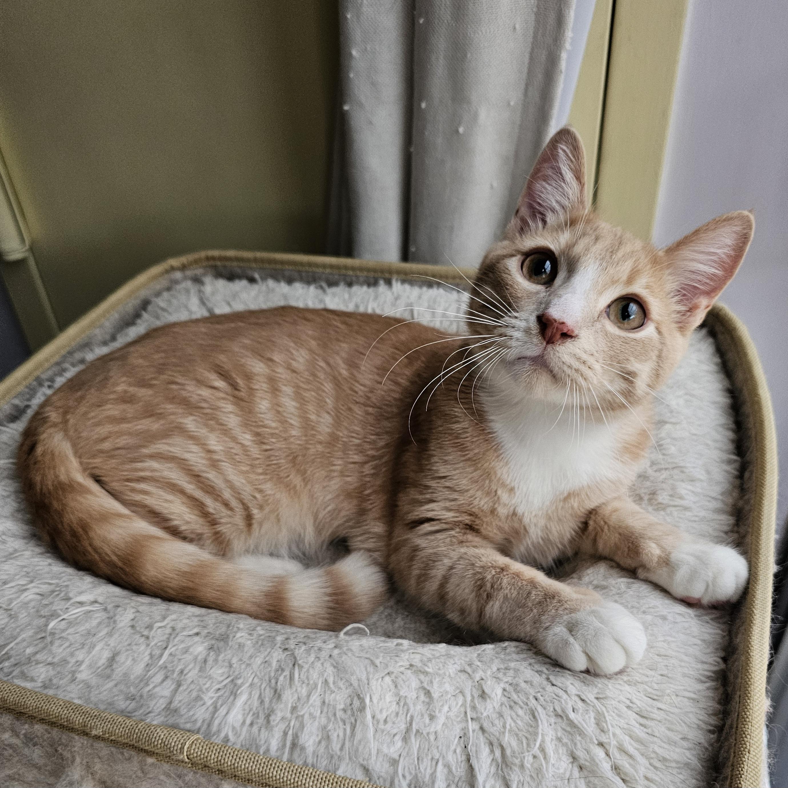 Enlarge Rich, a ADOPTABLE Domestic Short Hair in Ridgefield, CT image 6/6