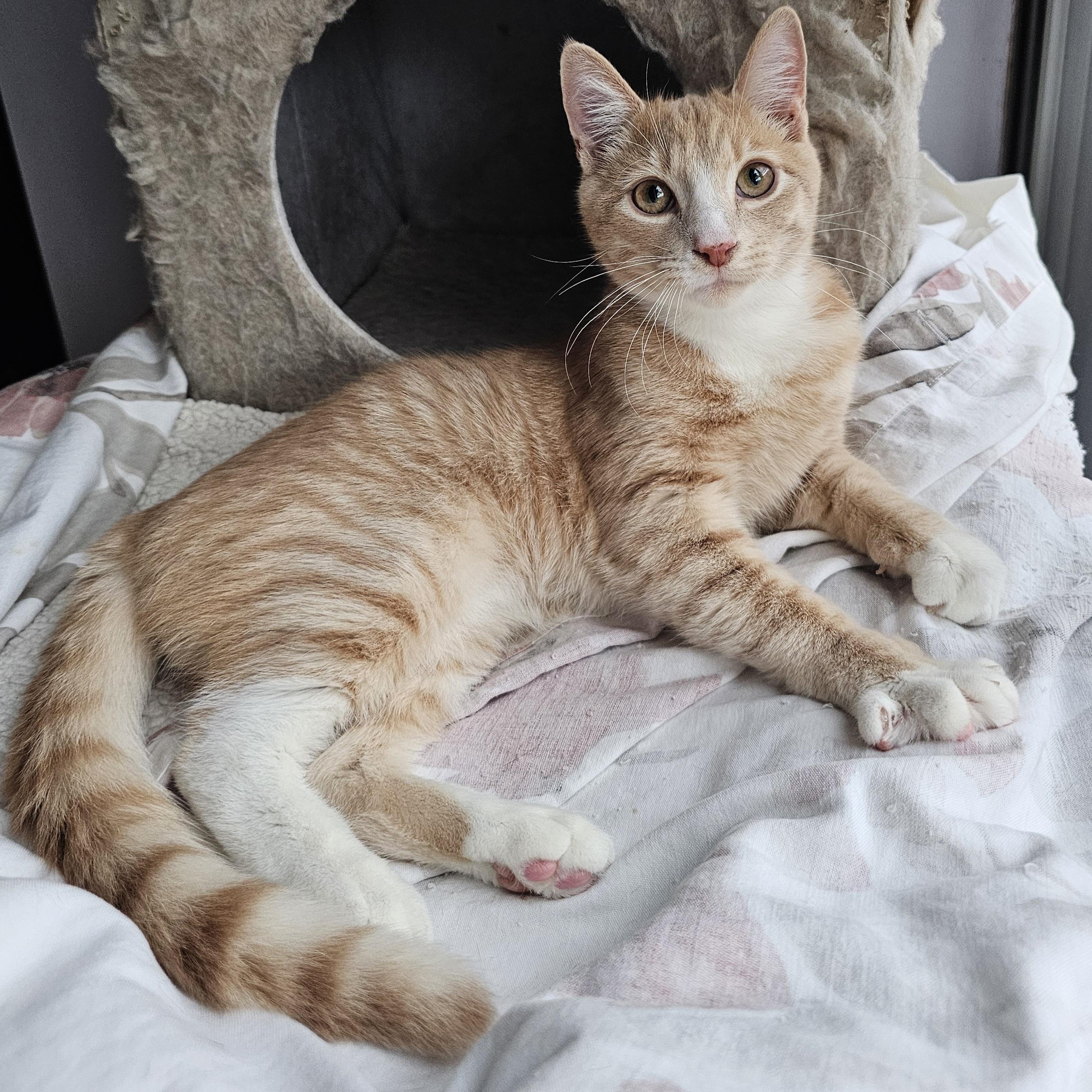 Enlarge Rich, a ADOPTABLE Domestic Short Hair in Ridgefield, CT image 4/6