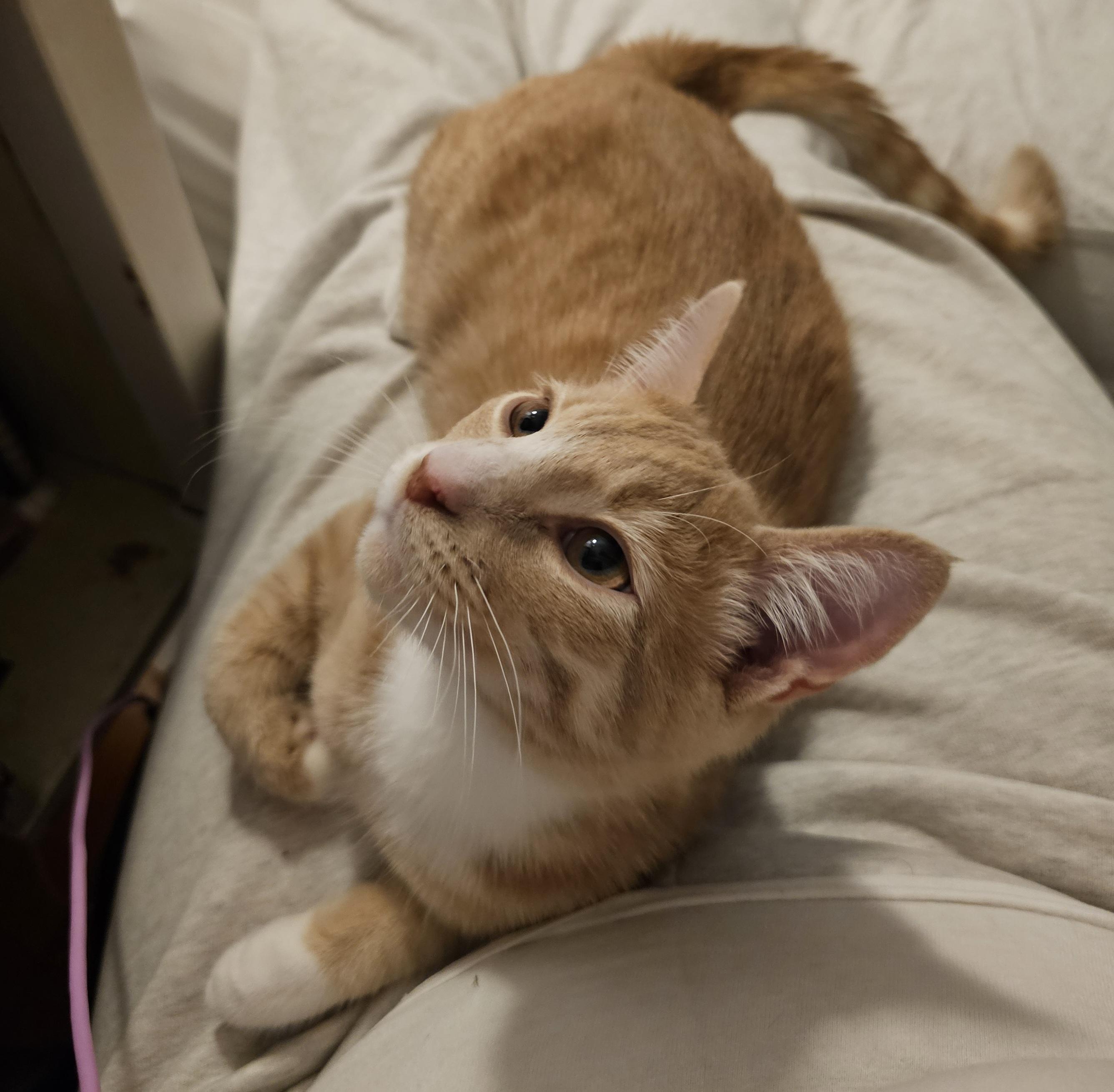 Rich, a ADOPTABLE Domestic Short Hair in Ridgefield, CT image 4/6