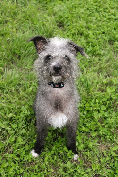 Enlarge Kelso, a Adopted Mixed Breed in Leander, TX image 1/1