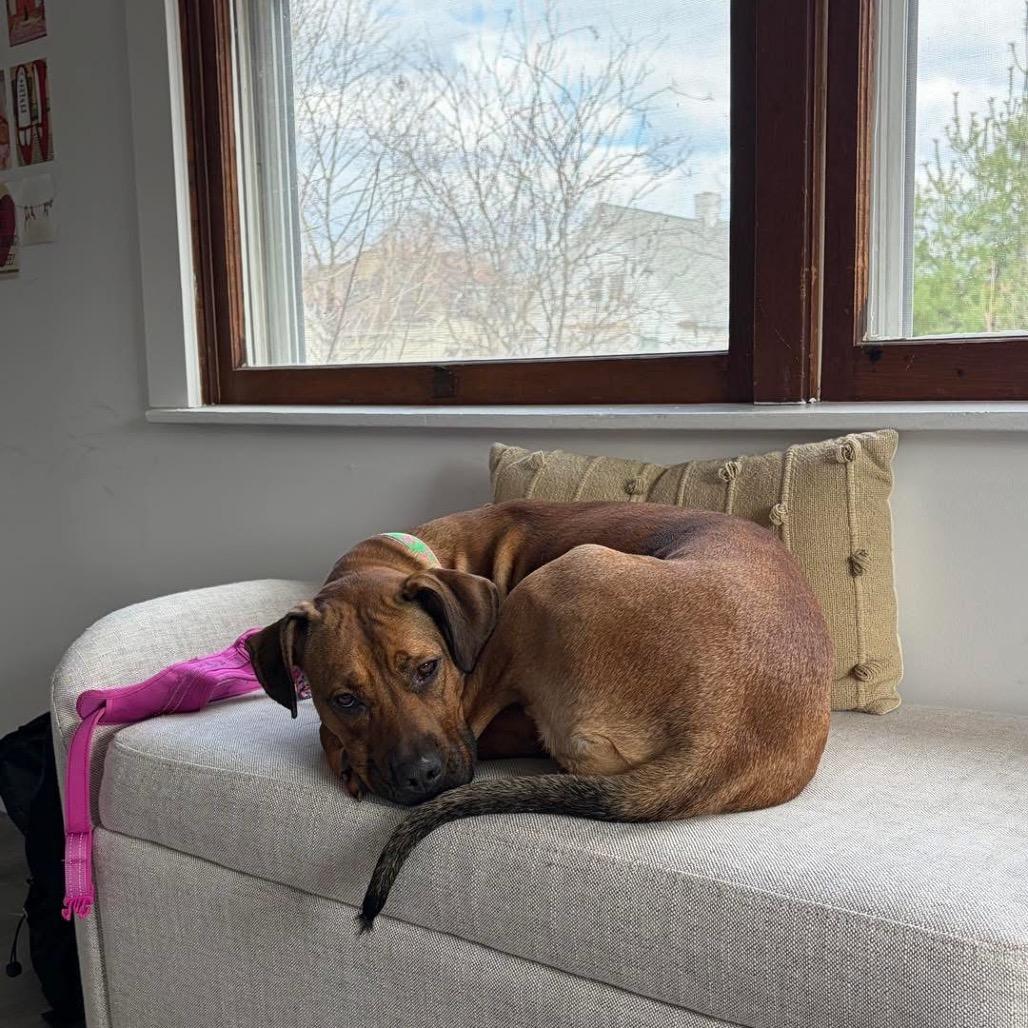 Enlarge Pattern, a Adoptable mixed breed in Binghamton, NY image 1/6