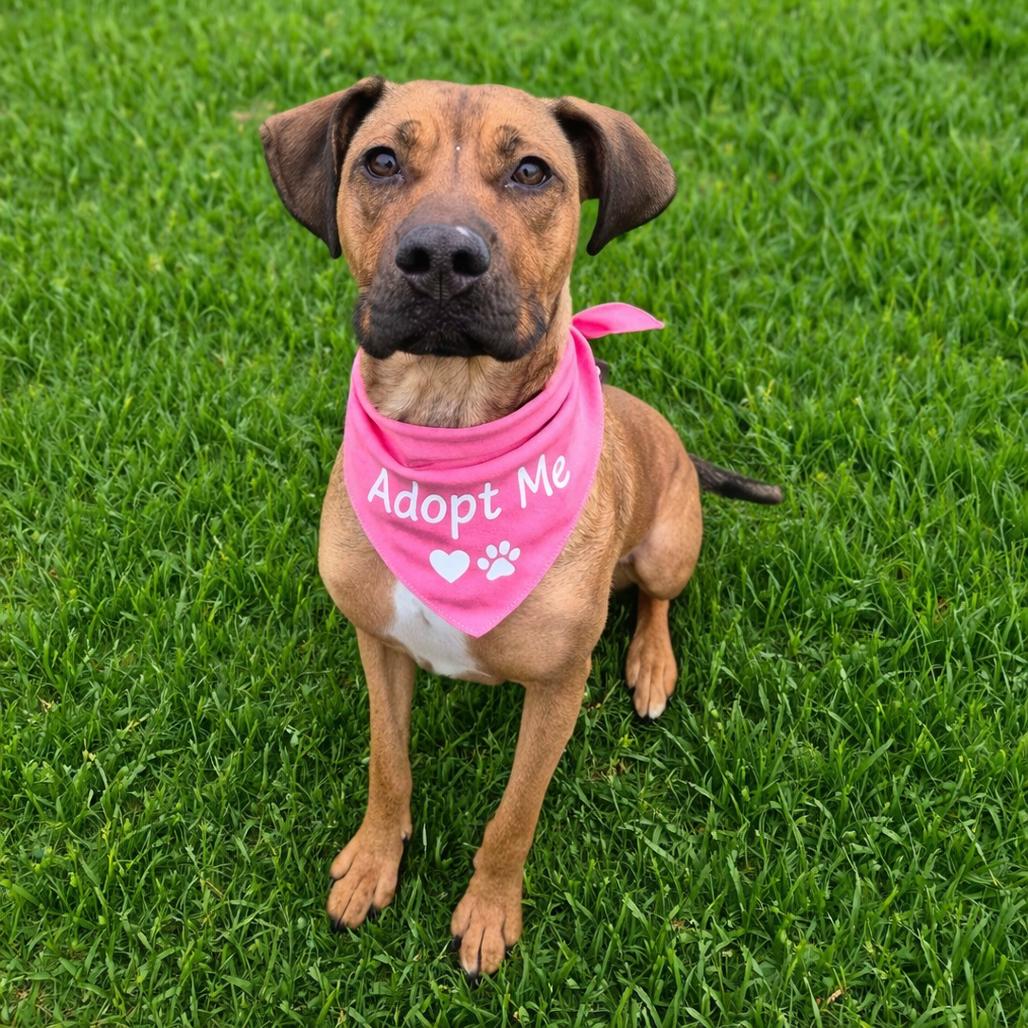 Enlarge Pattern, a Adoptable mixed breed in Binghamton, NY image 2/6