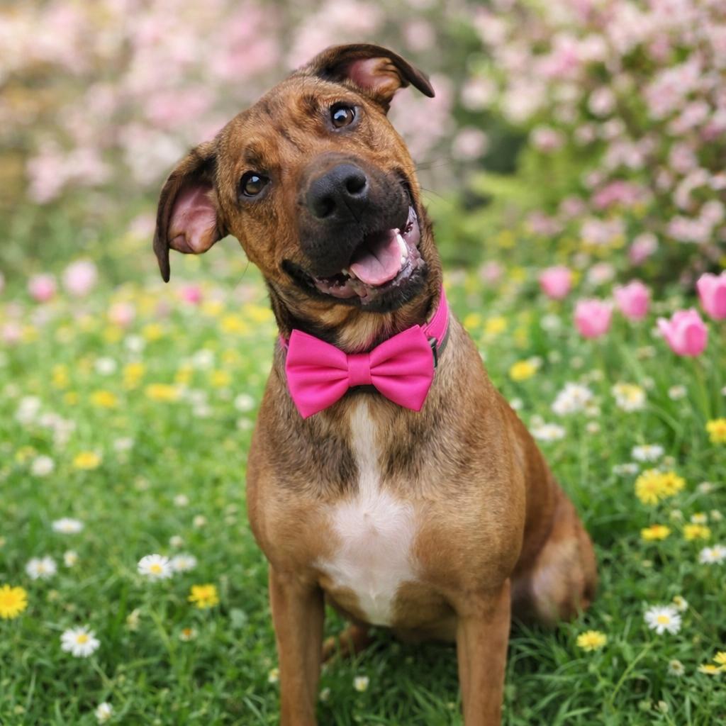 Enlarge Pattern, a Adoptable mixed breed in Binghamton, NY image 1/2