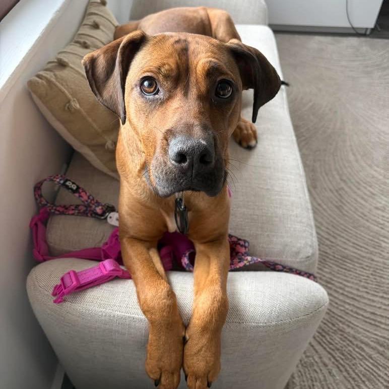 Enlarge Pattern, a Adoptable mixed breed in Binghamton, NY image 4/6