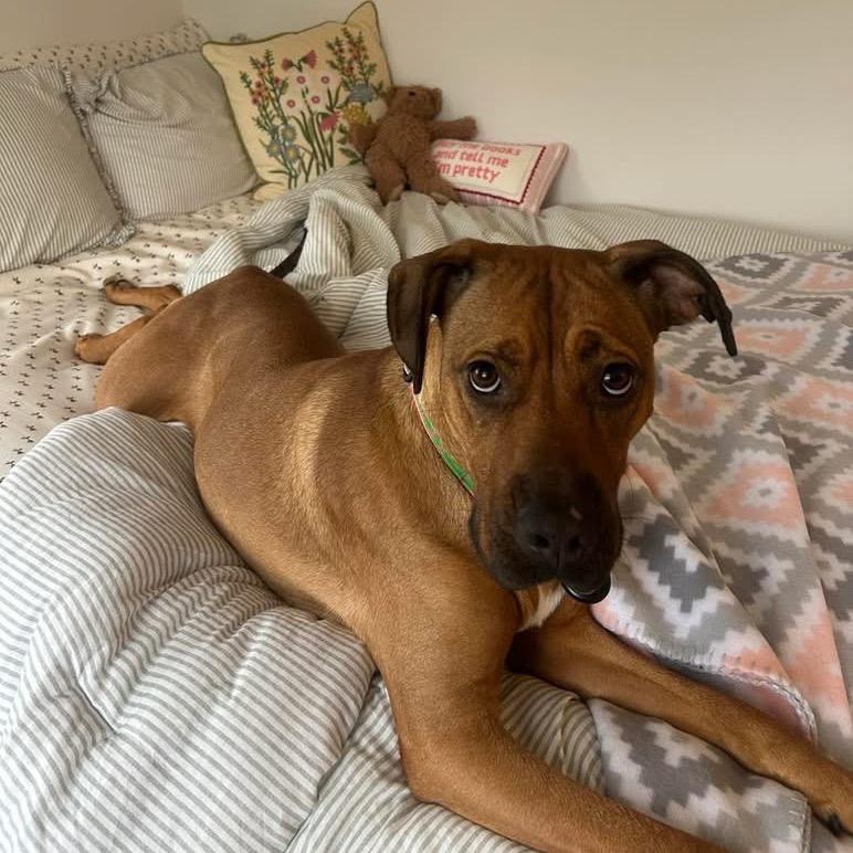 Enlarge Pattern, a Adoptable mixed breed in Binghamton, NY image 5/6