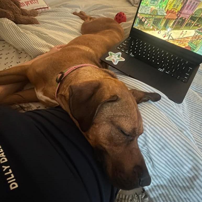 Enlarge Pattern, a Adoptable mixed breed in Binghamton, NY image 6/6