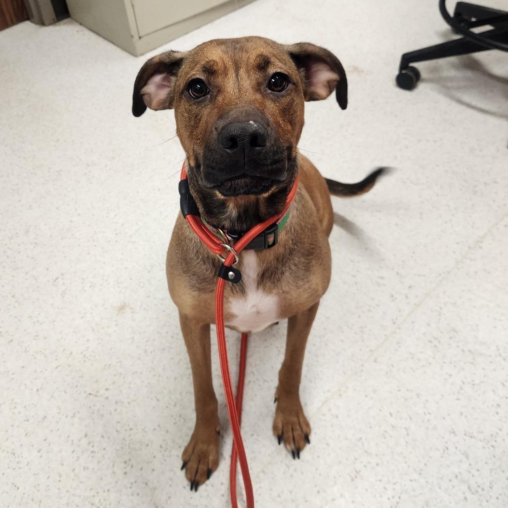 Enlarge Pattern, a Adoptable mixed breed in Binghamton, NY image 2/2