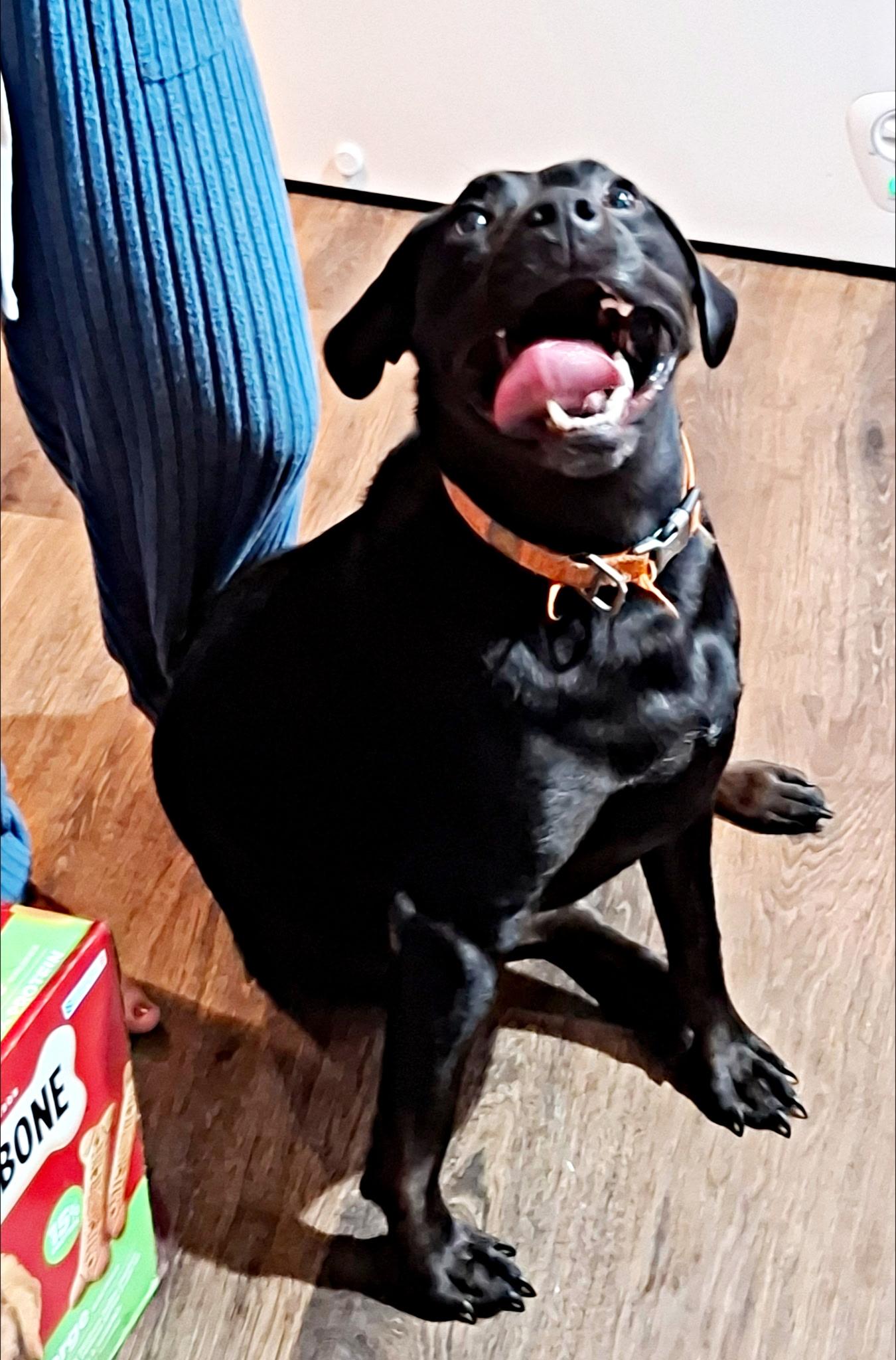 Enlarge Todd - A trifecta dog good with kids, dogs and cats, a Adoptable mixed breed in Woburn, MA image 6/6