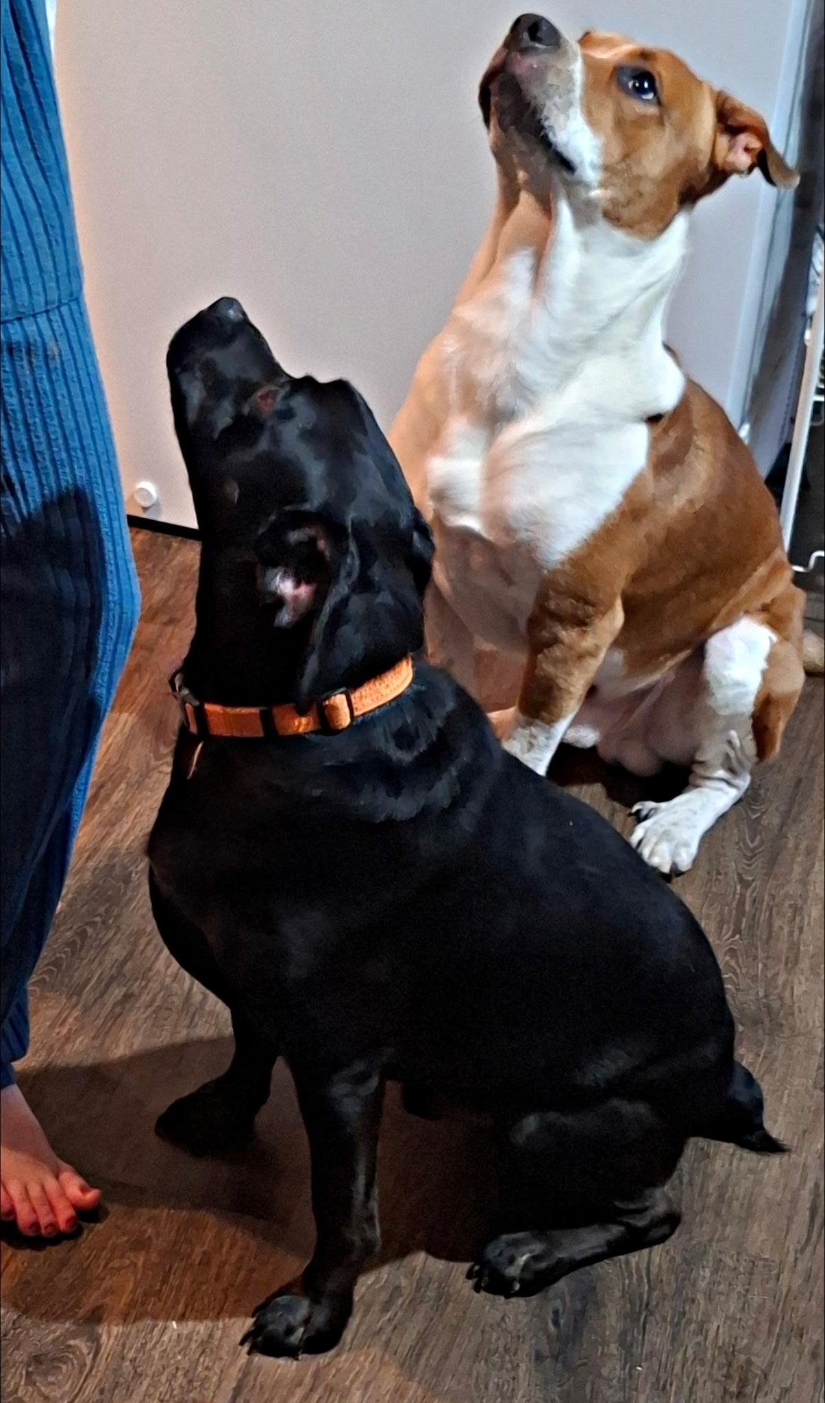 Enlarge Todd - A trifecta dog good with kids, dogs and cats, a Adoptable mixed breed in Woburn, MA image 4/6