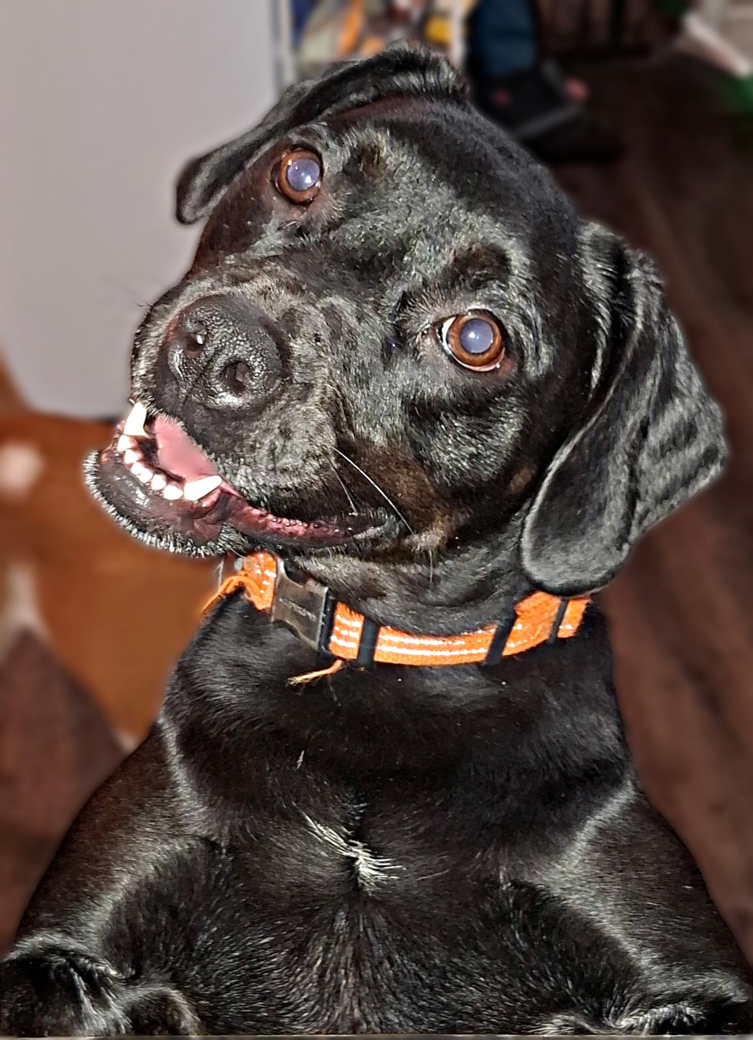Enlarge Todd - A trifecta dog good with kids, dogs and cats, a Adoptable mixed breed in Woburn, MA image 1/6