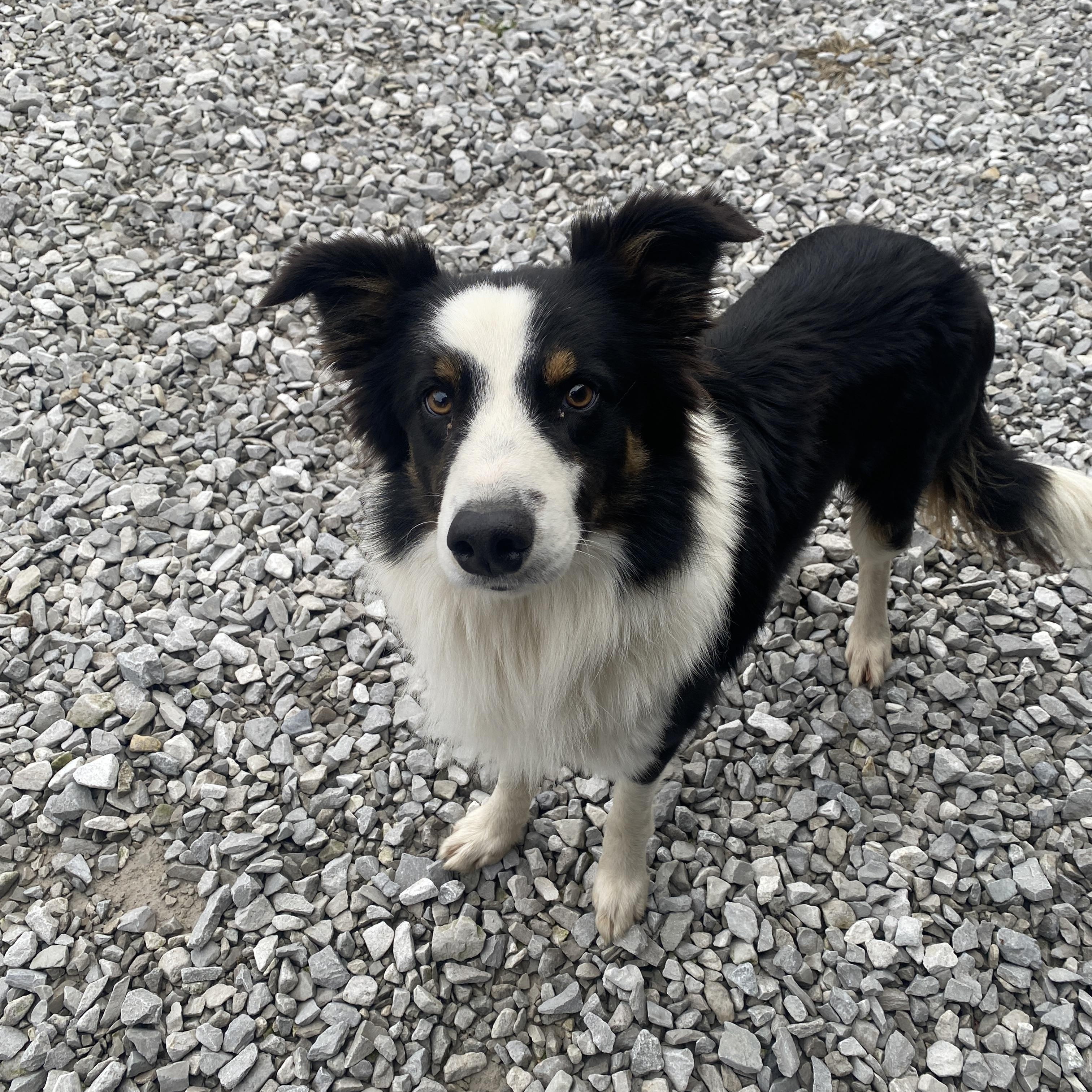 Nick, a ADOPTABLE Border Collie in Stormville, NY image 1/6
