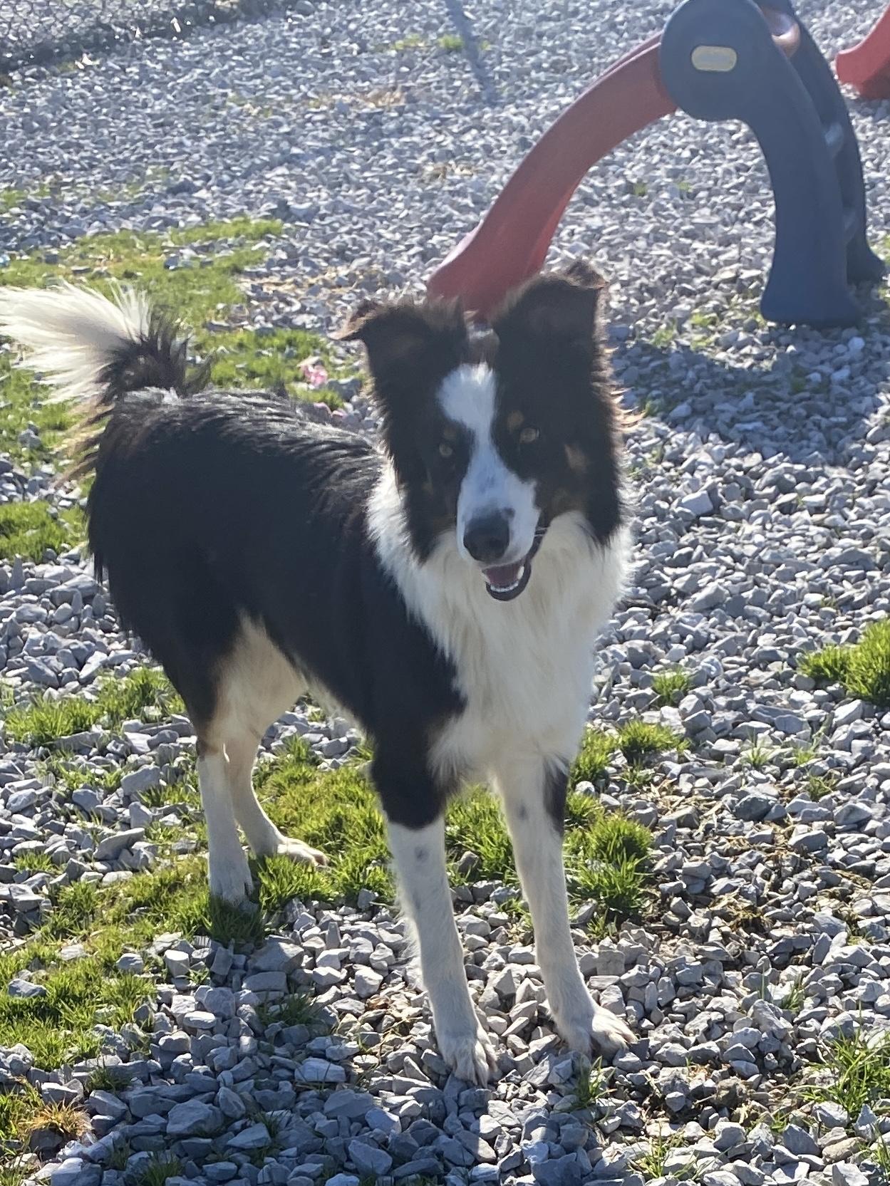 Nick, a ADOPTABLE Border Collie in Stormville, NY image 2/6
