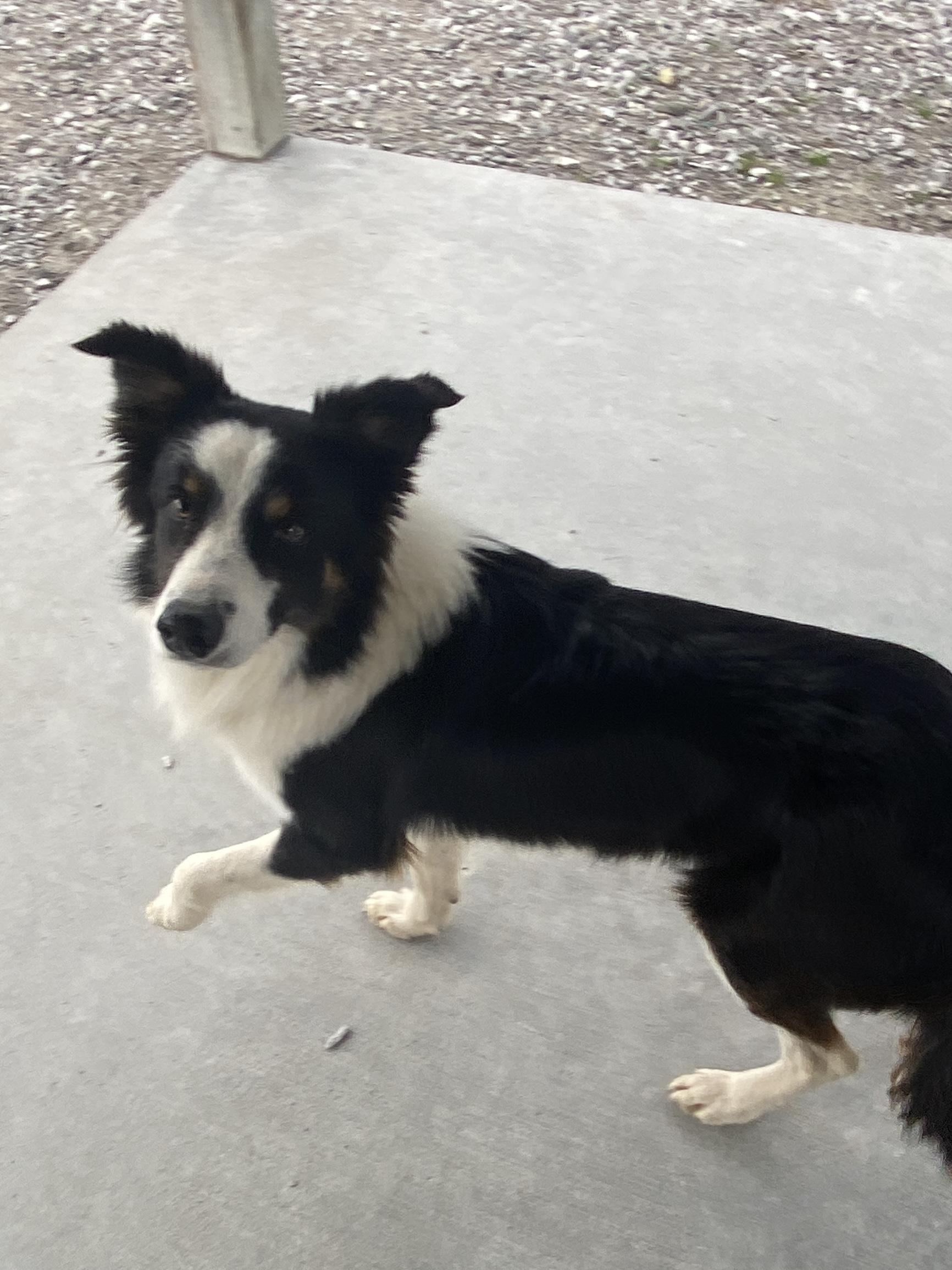 Nick, a ADOPTABLE Border Collie in Stormville, NY image 3/6