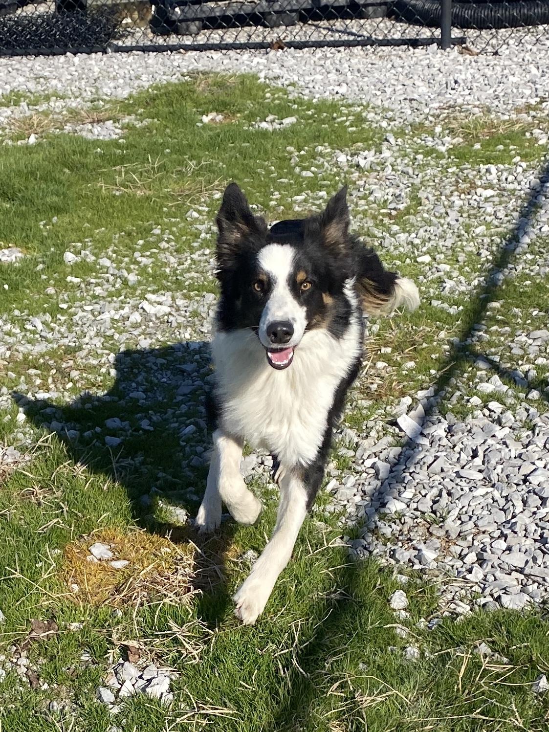 Nick, a ADOPTABLE Border Collie in Stormville, NY image 4/6