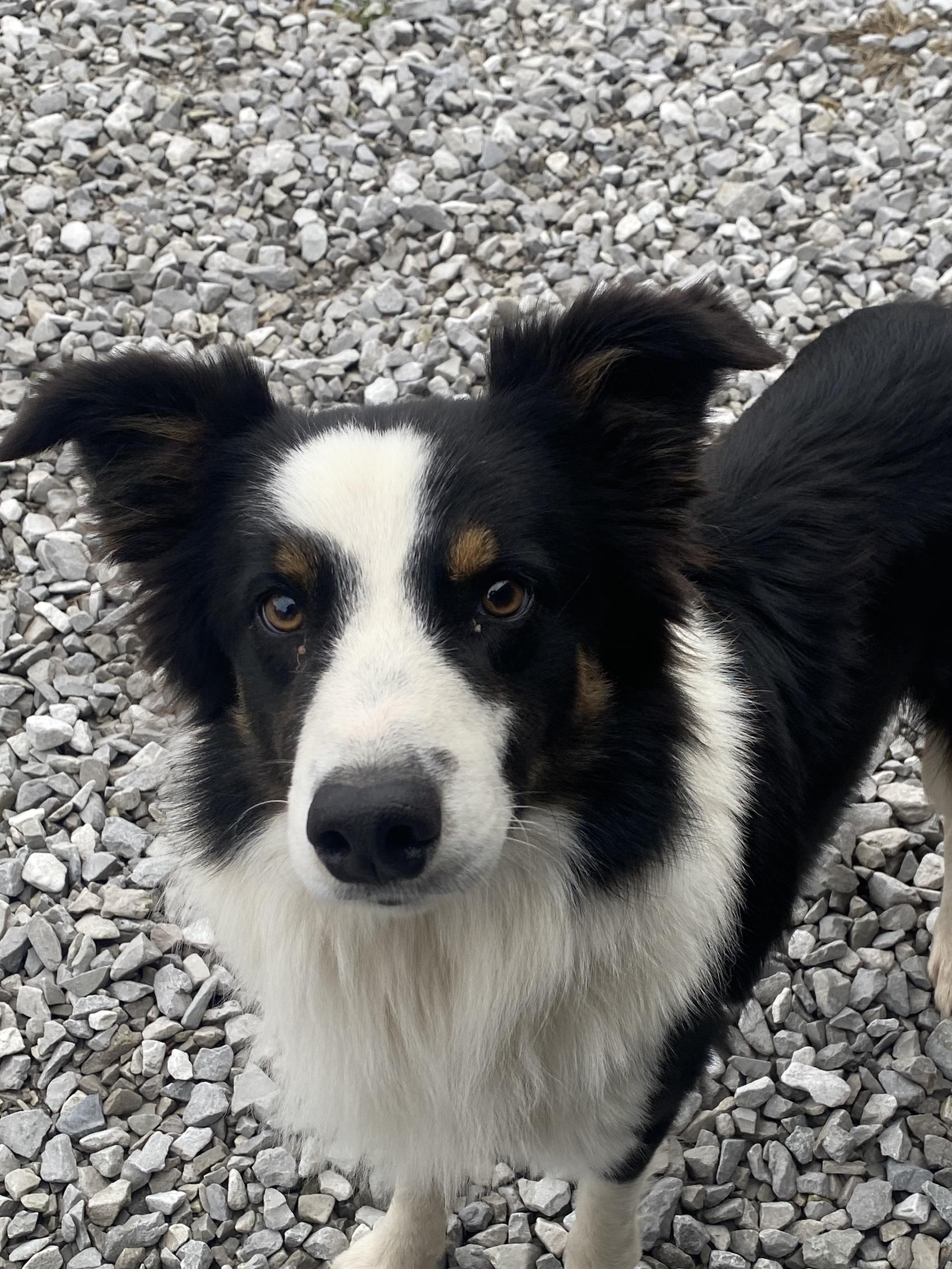 Nick, a ADOPTABLE Border Collie in Stormville, NY image 5/6