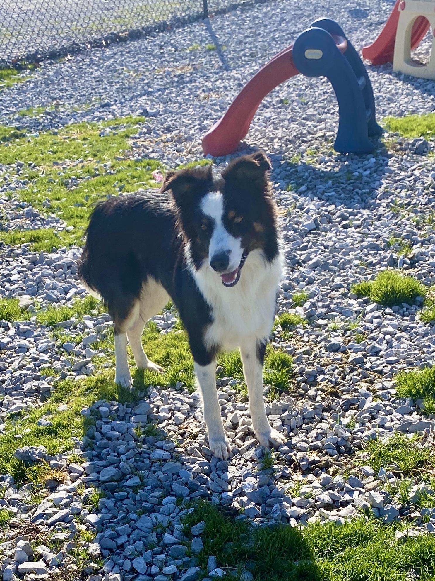 Nick, a ADOPTABLE Border Collie in Stormville, NY image 6/6