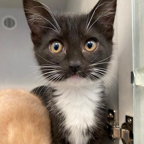 Coke, Adoptable, Kitten Male Domestic Short Hair.